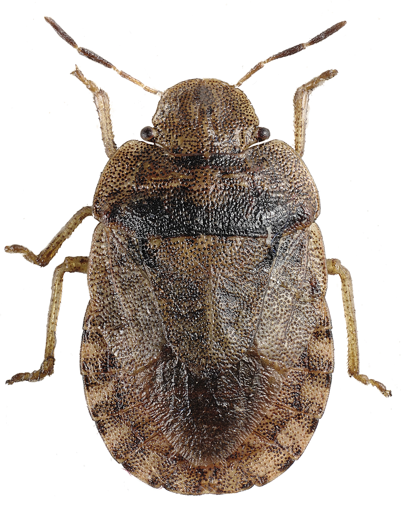 : Sciocoris homalonotus.