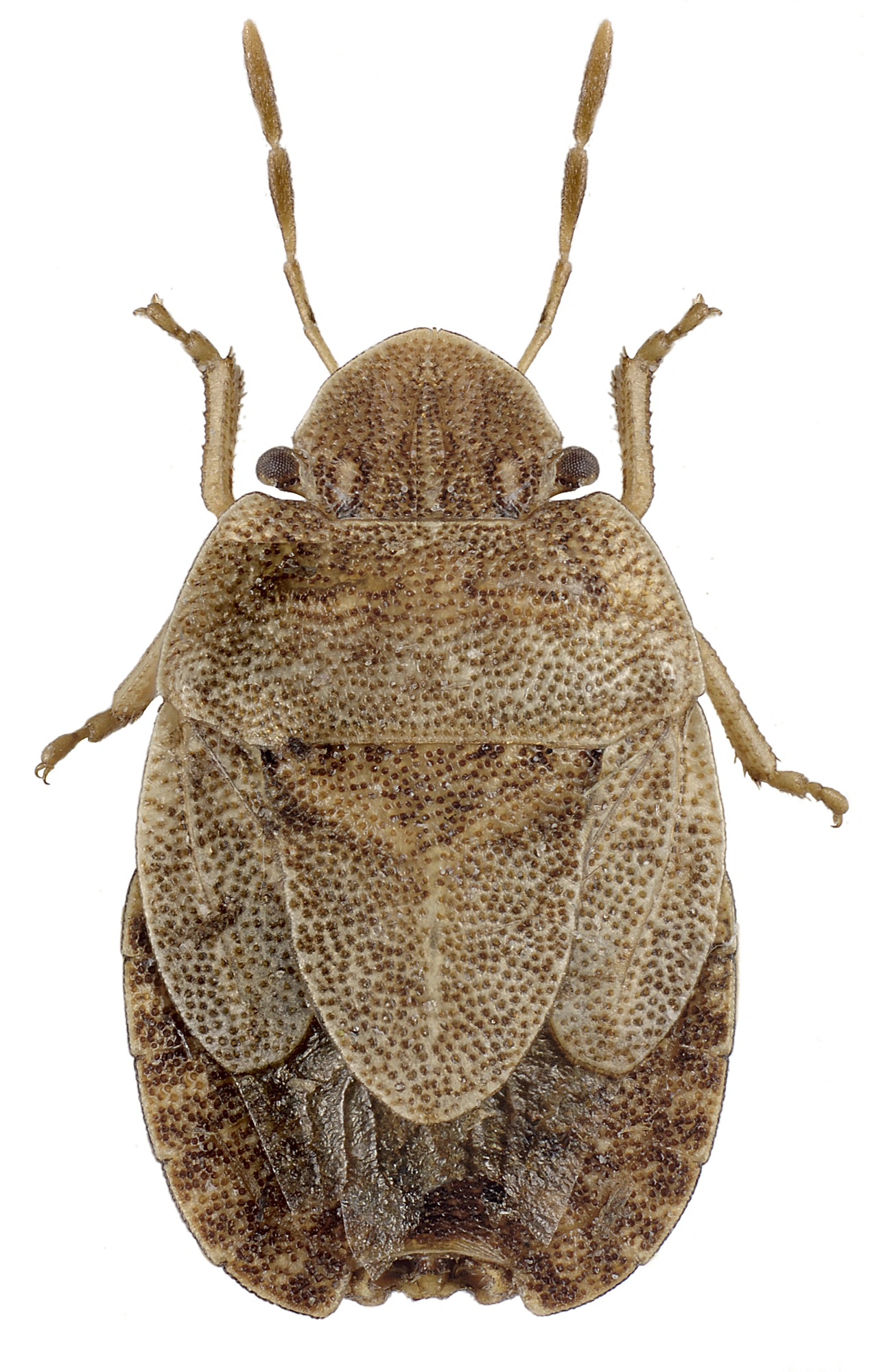 : Sciocoris microphthalmus.