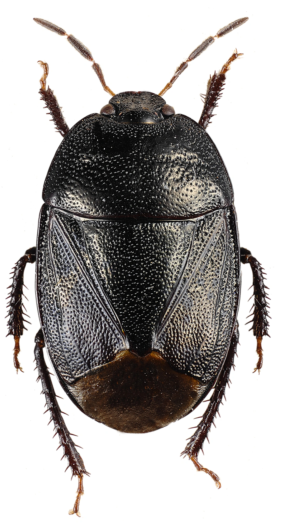 : Sehirus luctuosus.