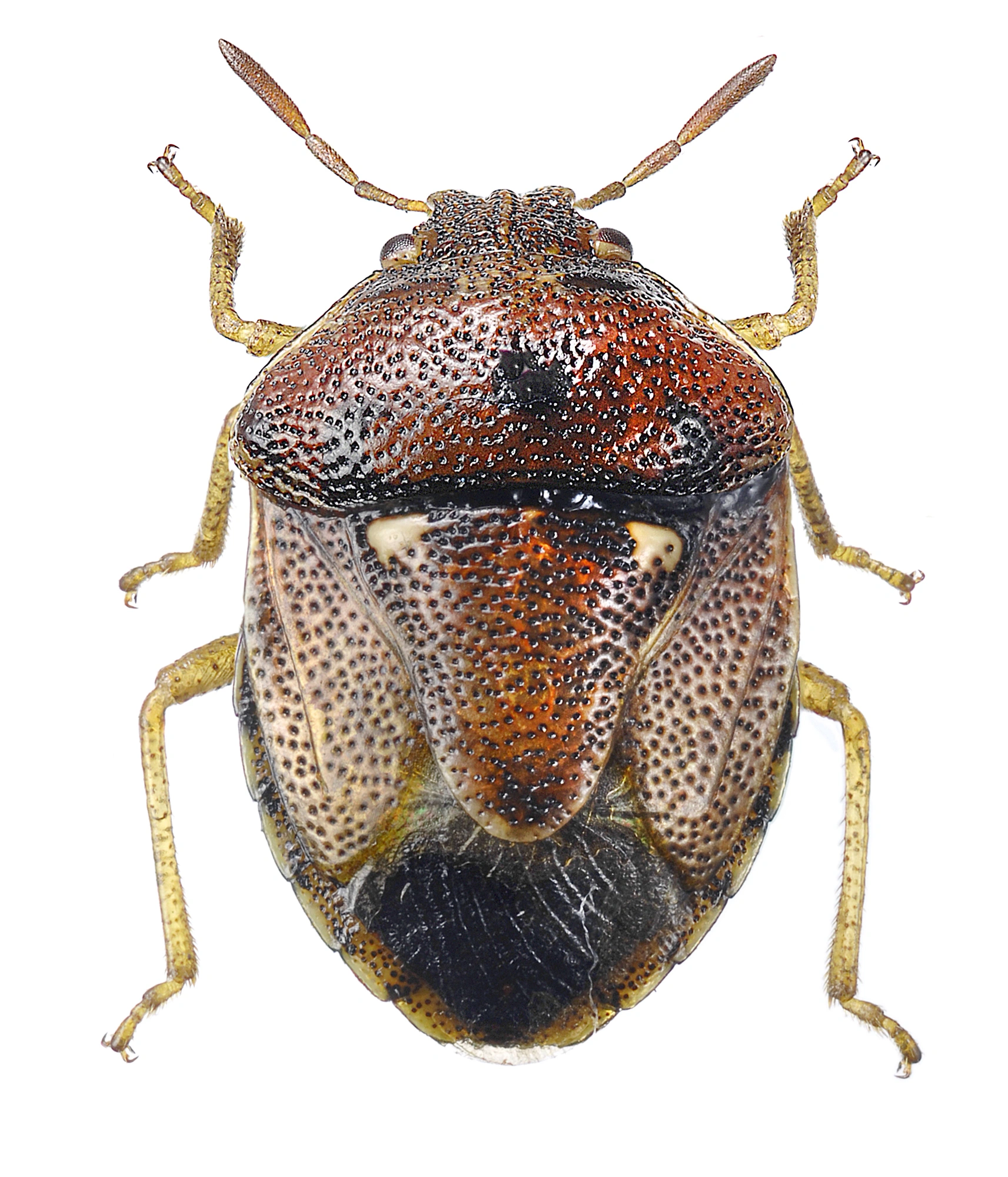 : Stagonomus bipunctatus.