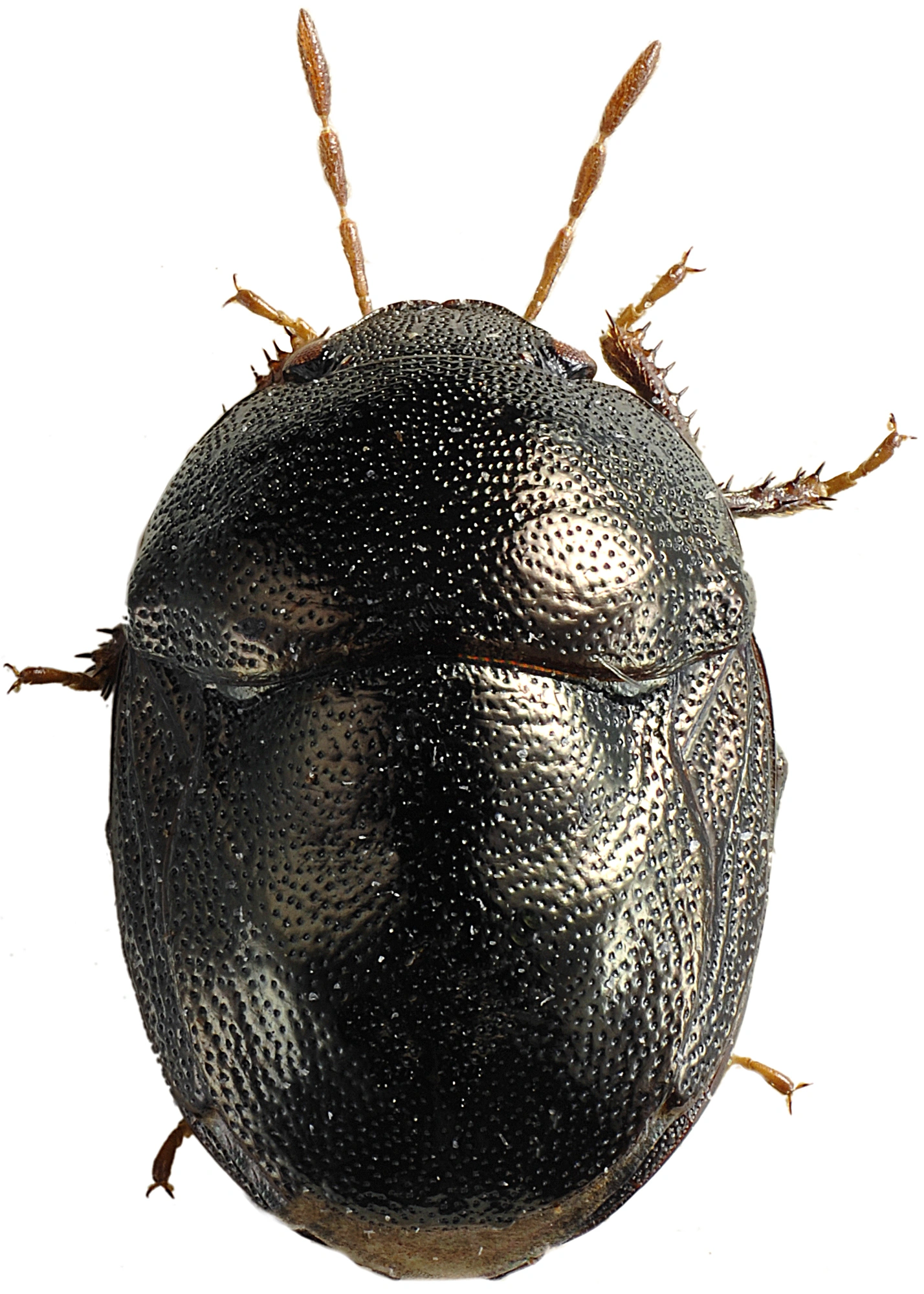 : Thyreocoris scarabaeoides.