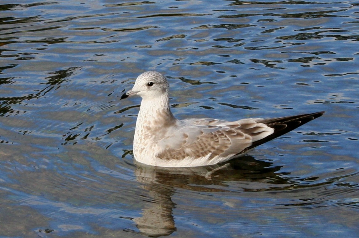 : Larus canus.