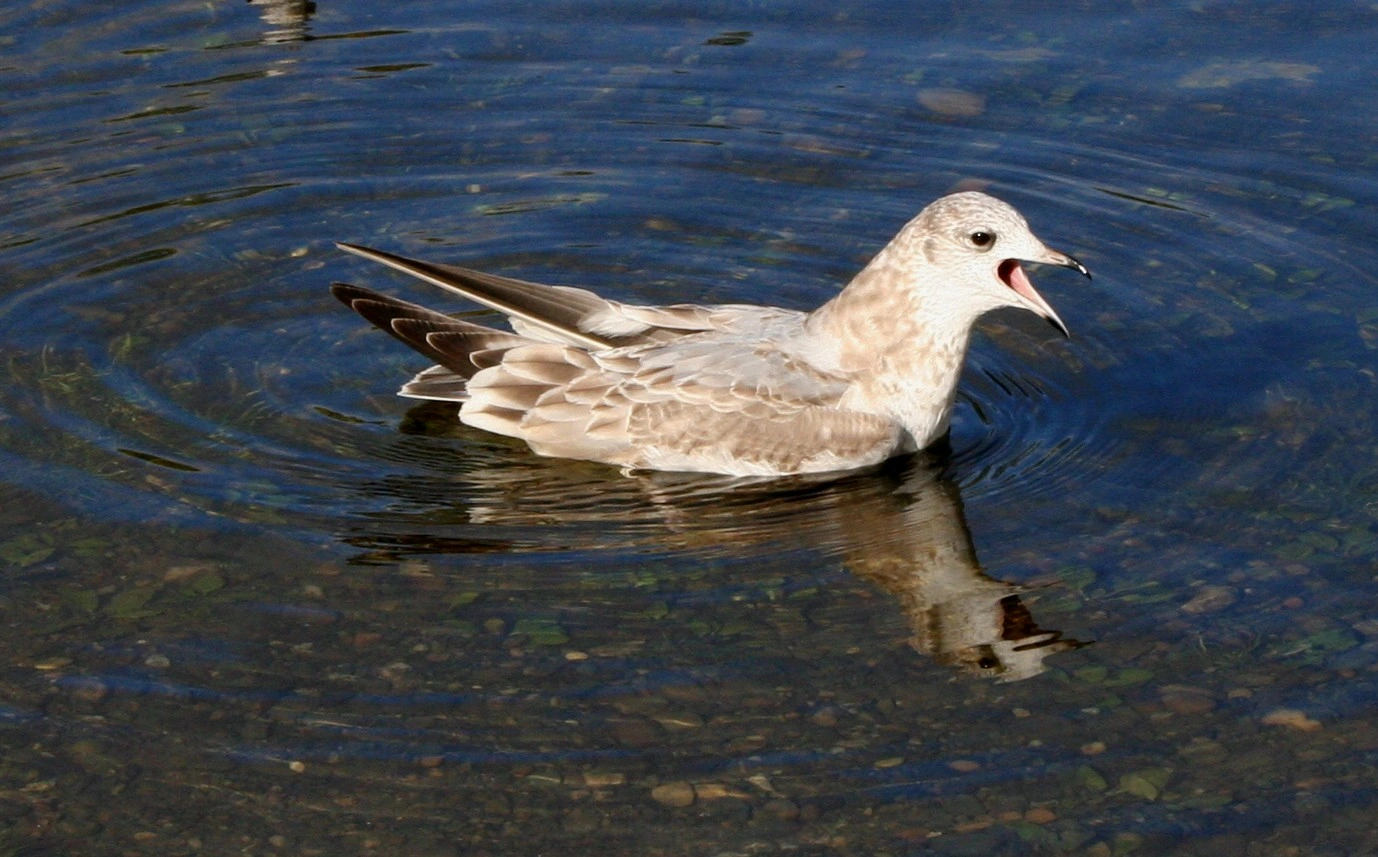 : Larus canus.