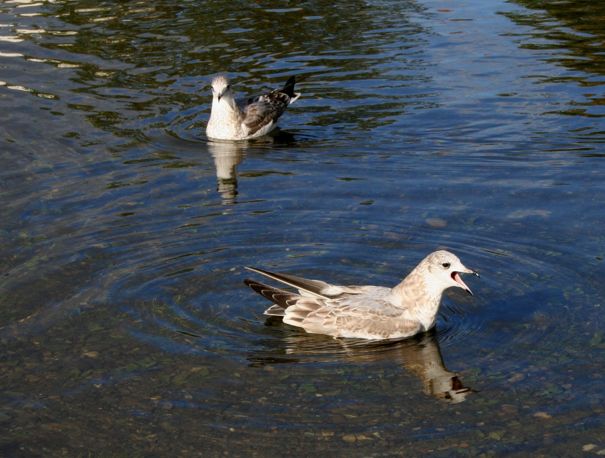 : Larus canus.