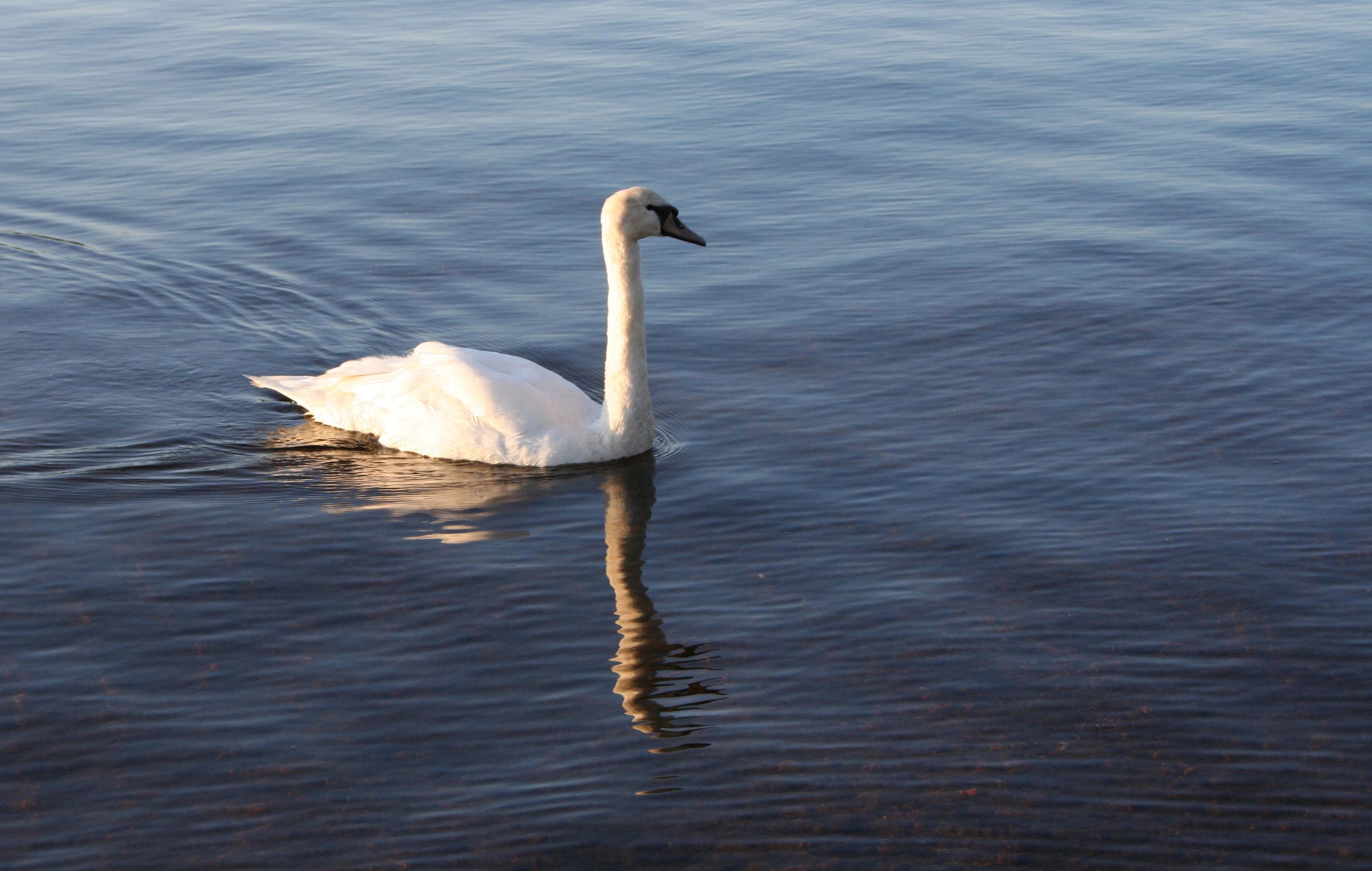 : Cygnus olor.