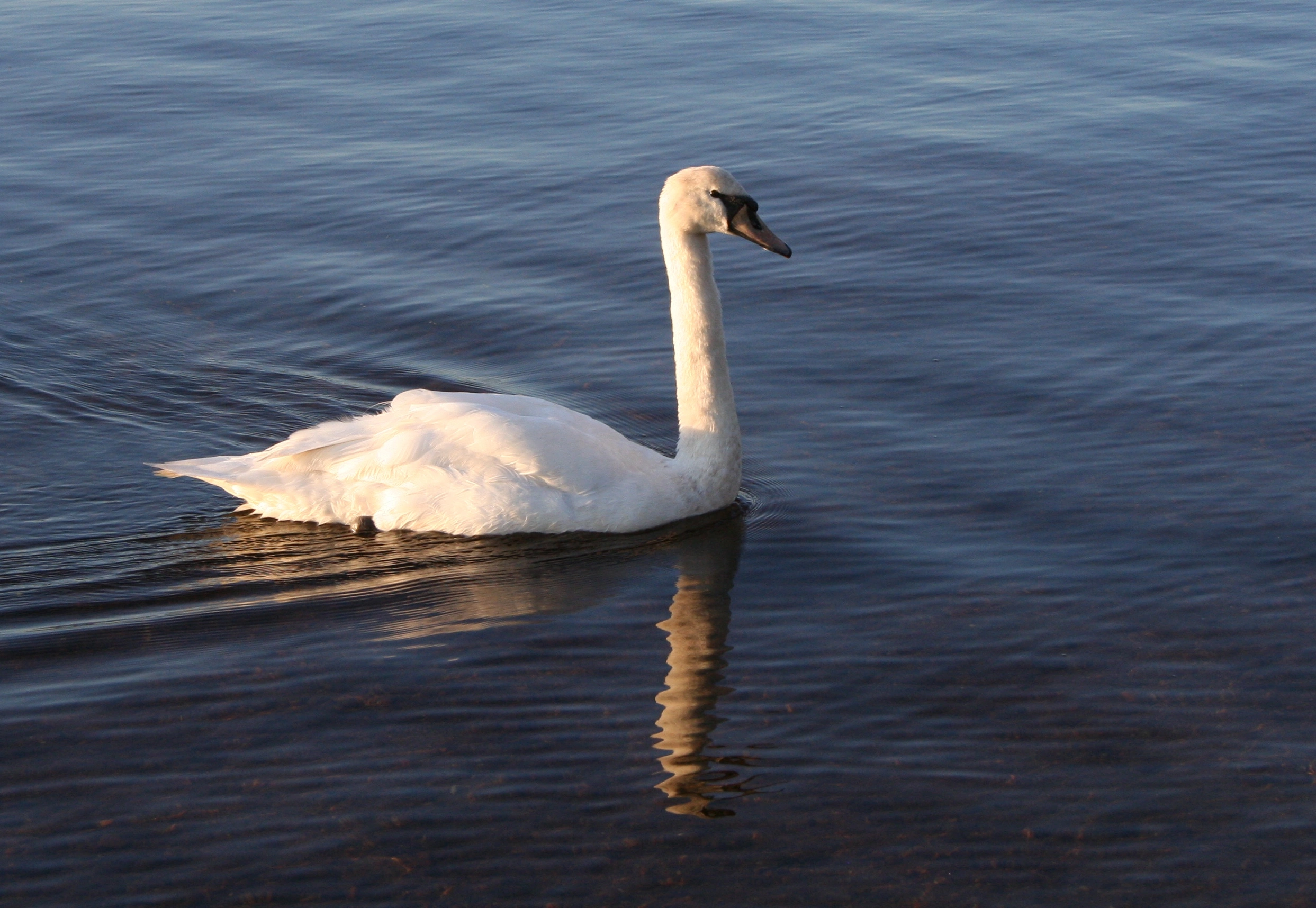 : Cygnus olor.