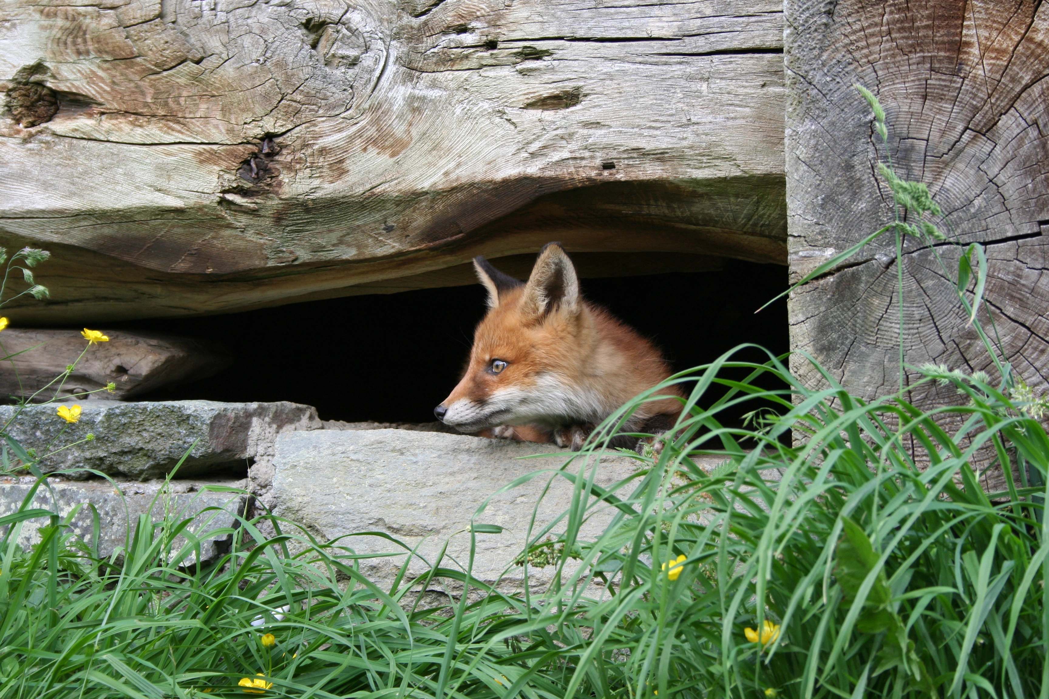 : Vulpes vulpes.