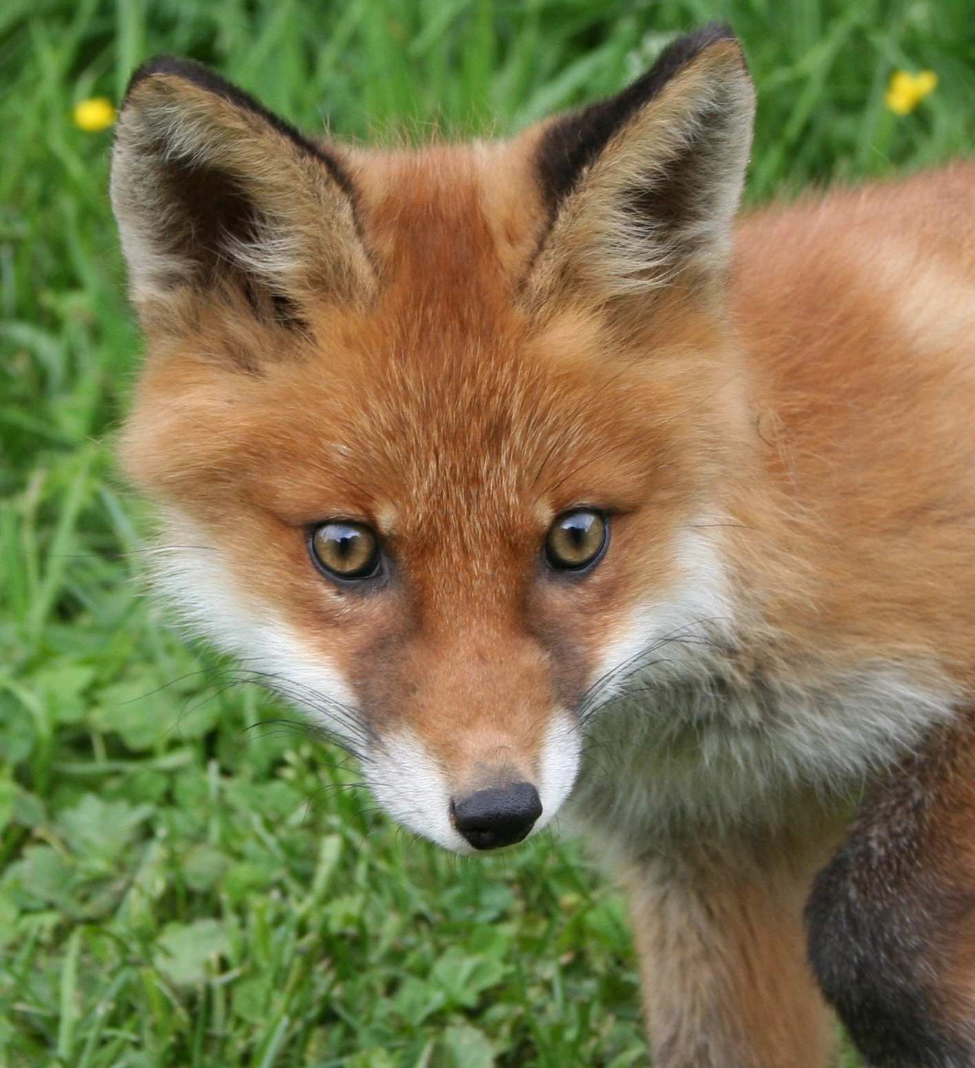 : Vulpes vulpes.