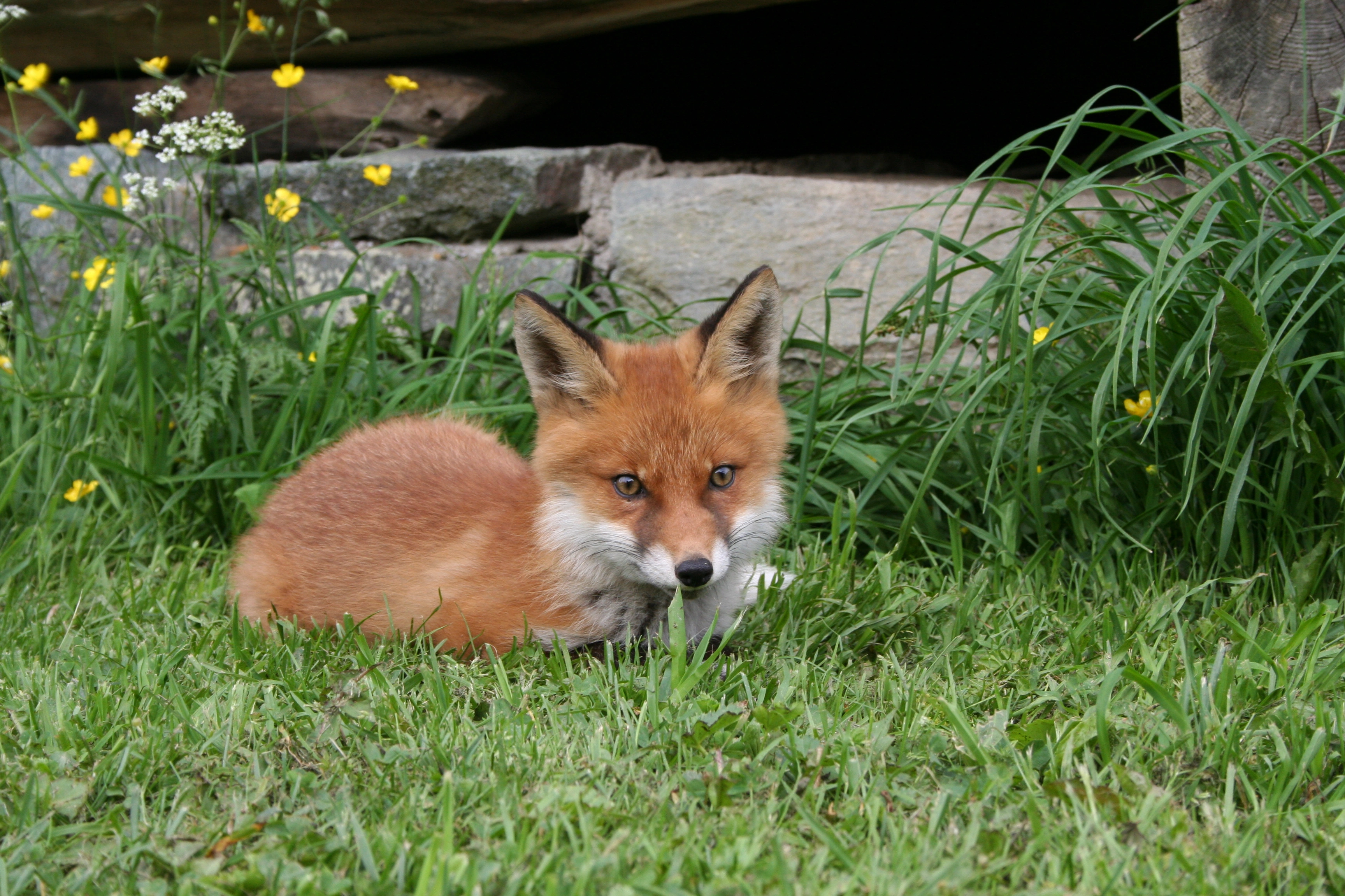 : Vulpes vulpes.