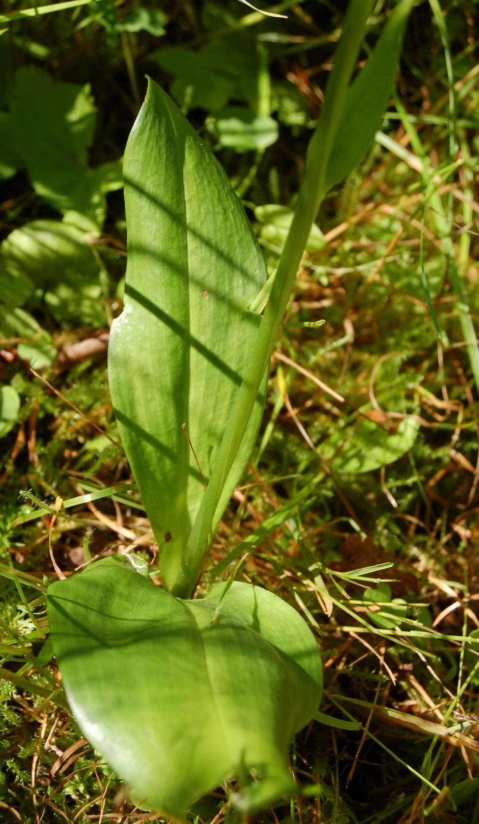 : Platanthera.