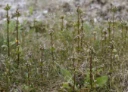 : Gentianella aurea.