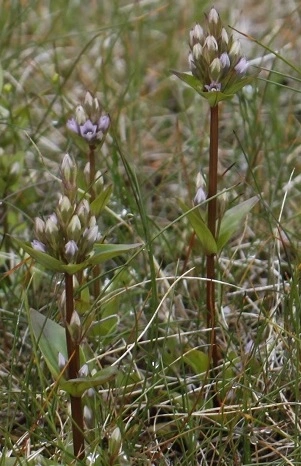 : Gentianella aurea.