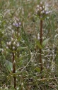 : Gentianella aurea.