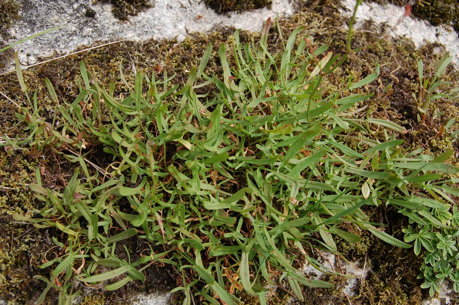 : Rumex acetosella.