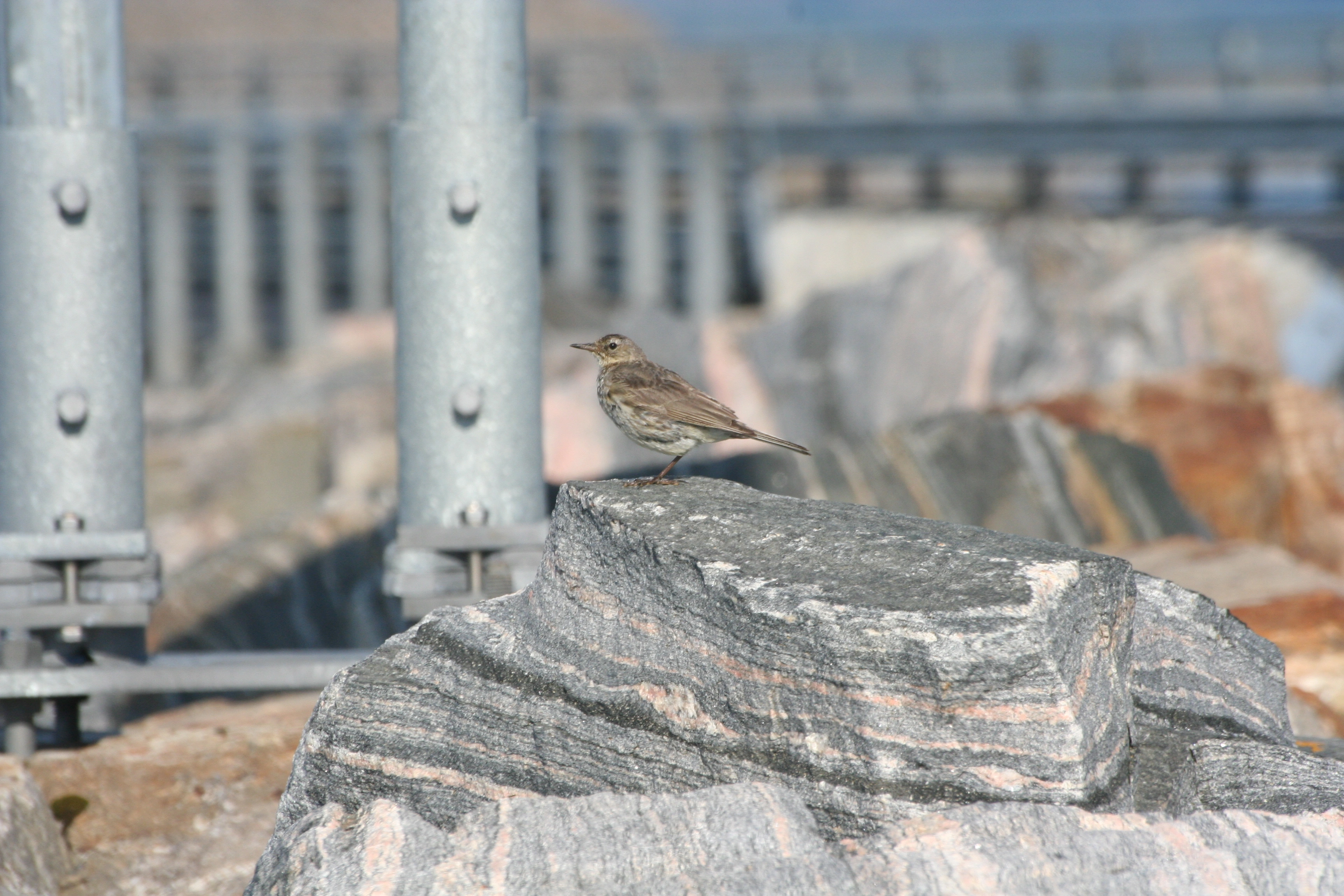 : Anthus petrosus.