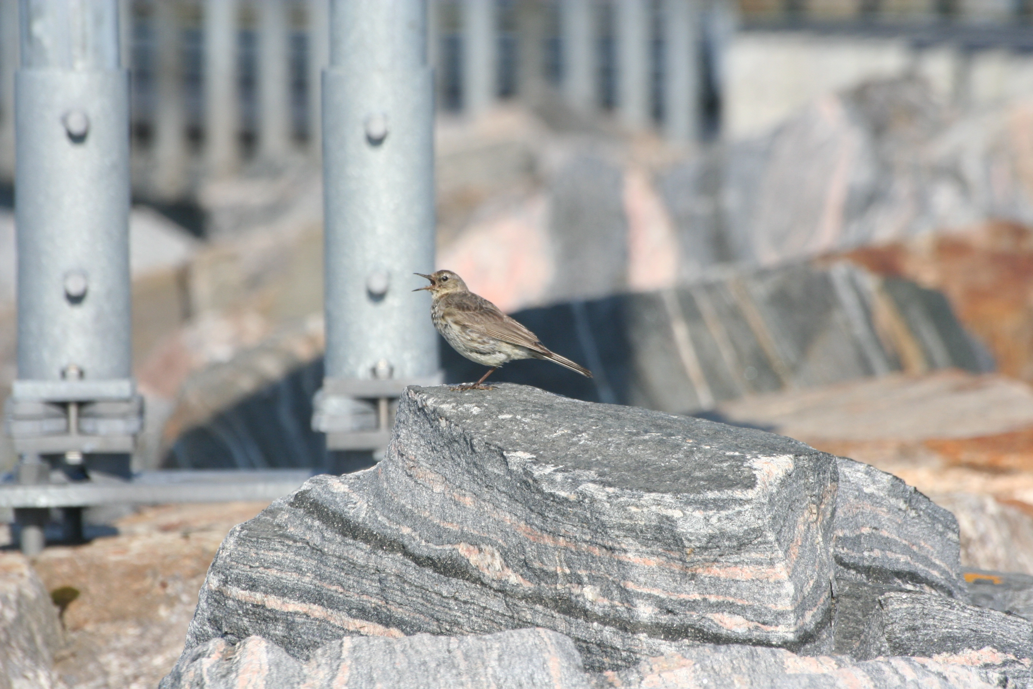 : Anthus petrosus.