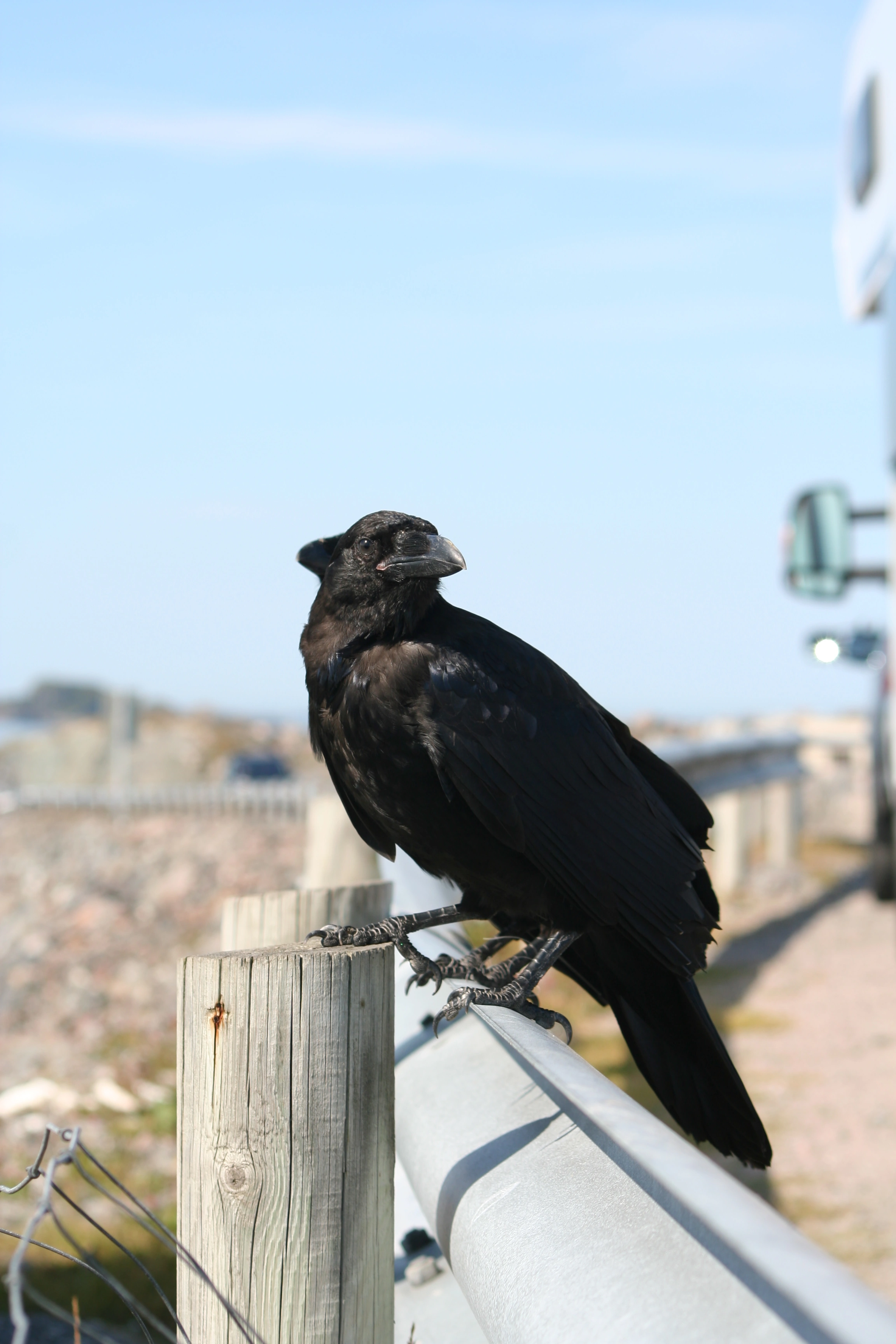 : Corvus corax.