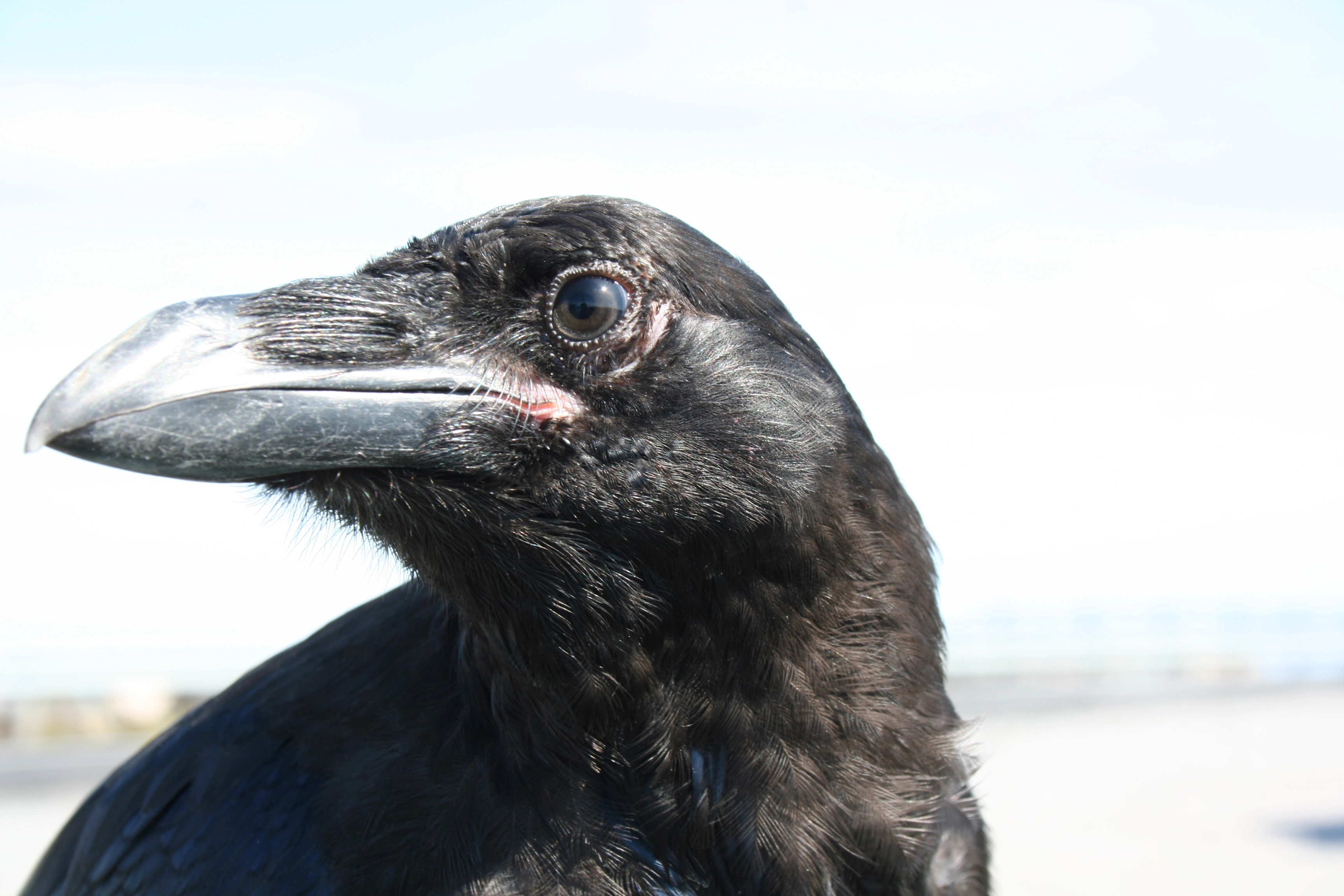 : Corvus corax.