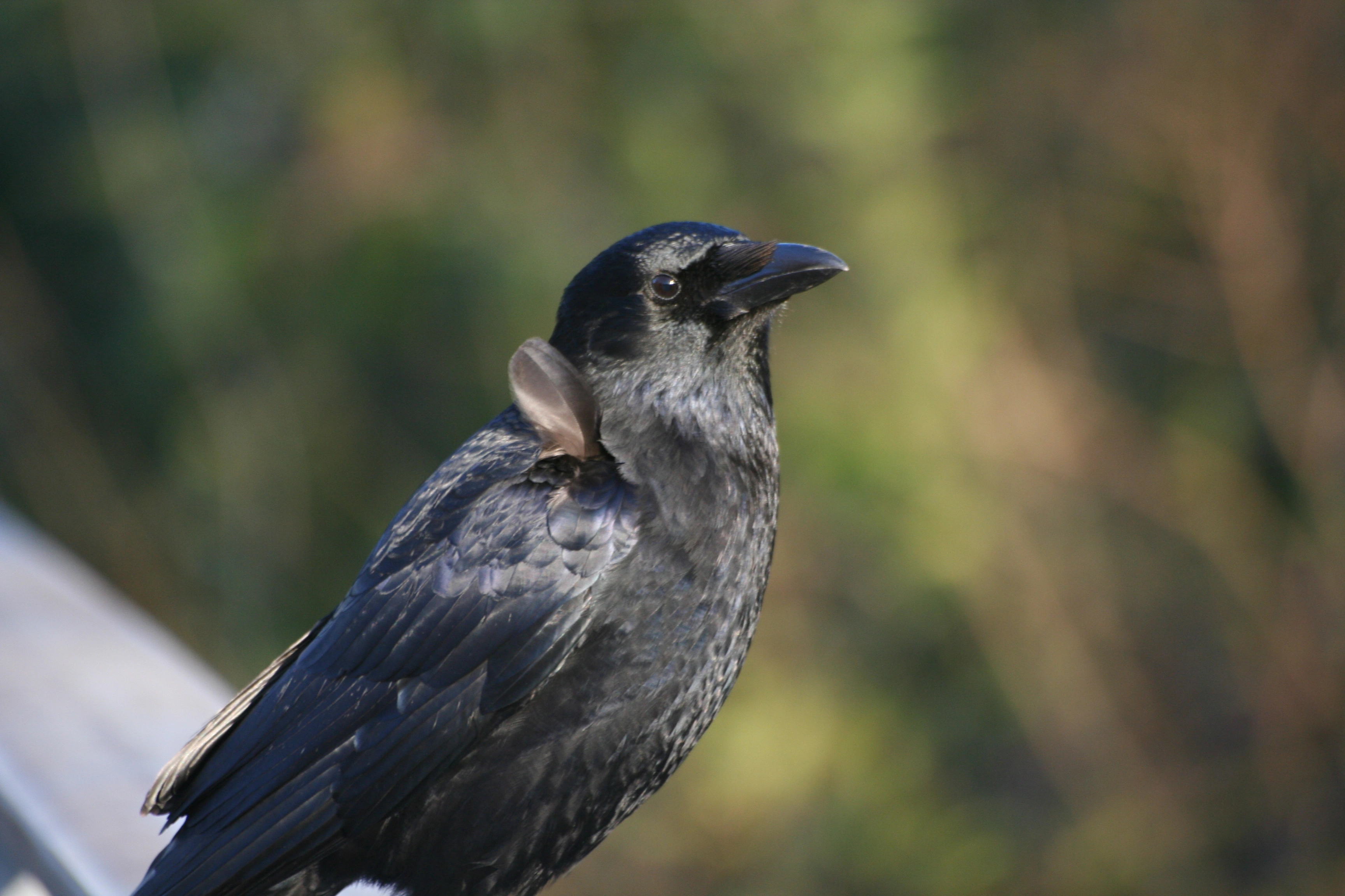 : Corvus corone.