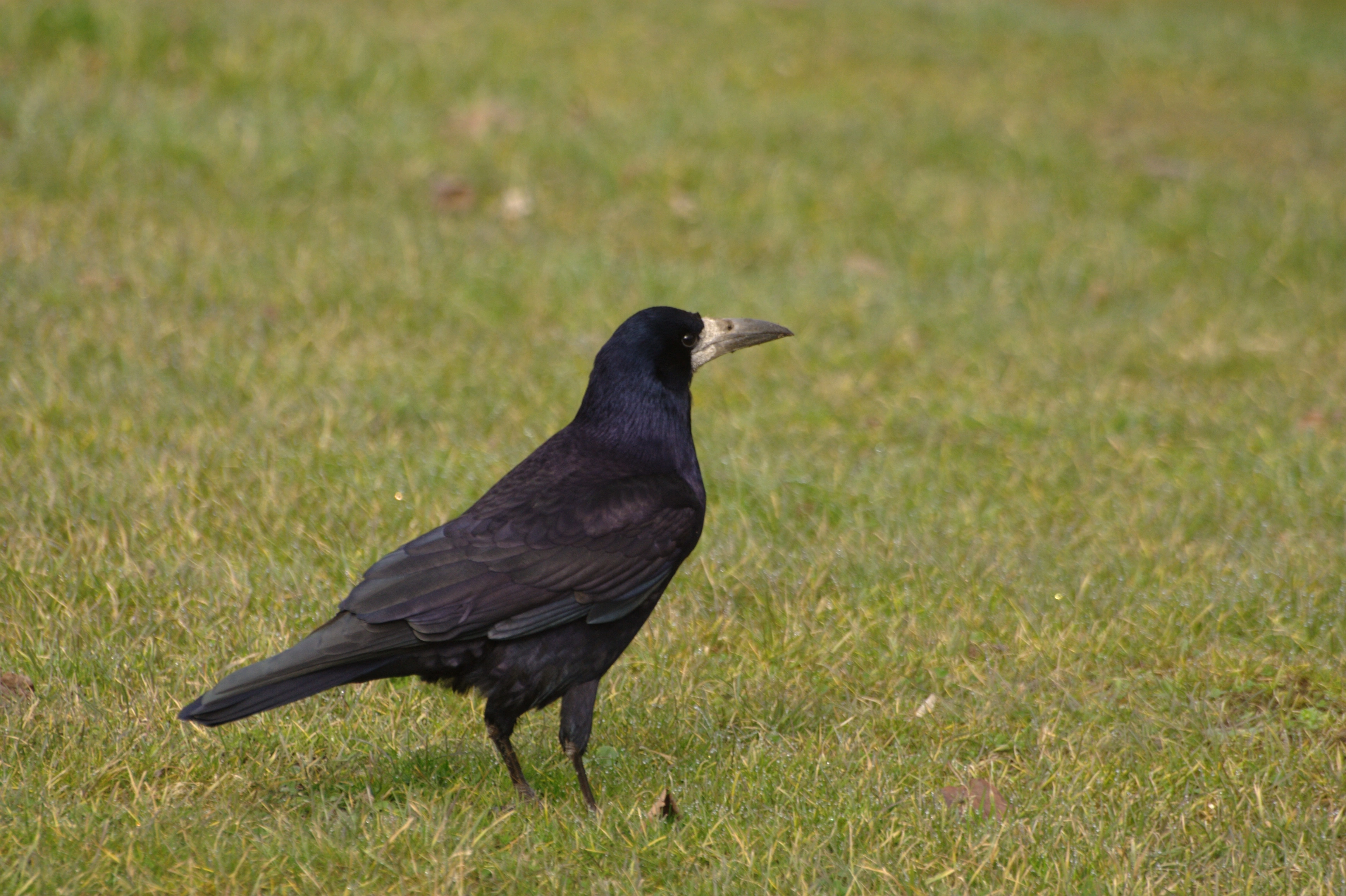 : Corvus frugilegus.