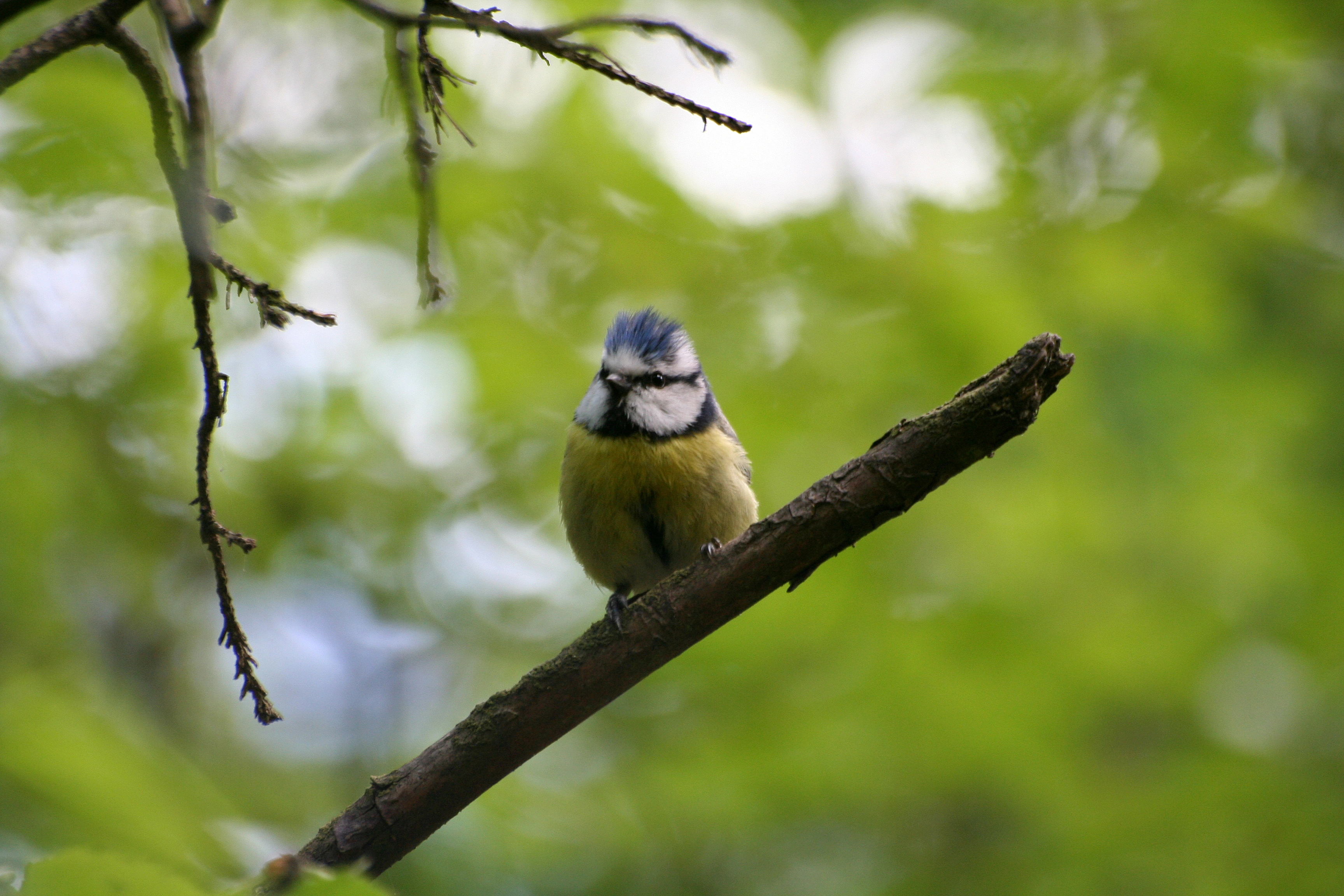 : Cyanistes caeruleus.