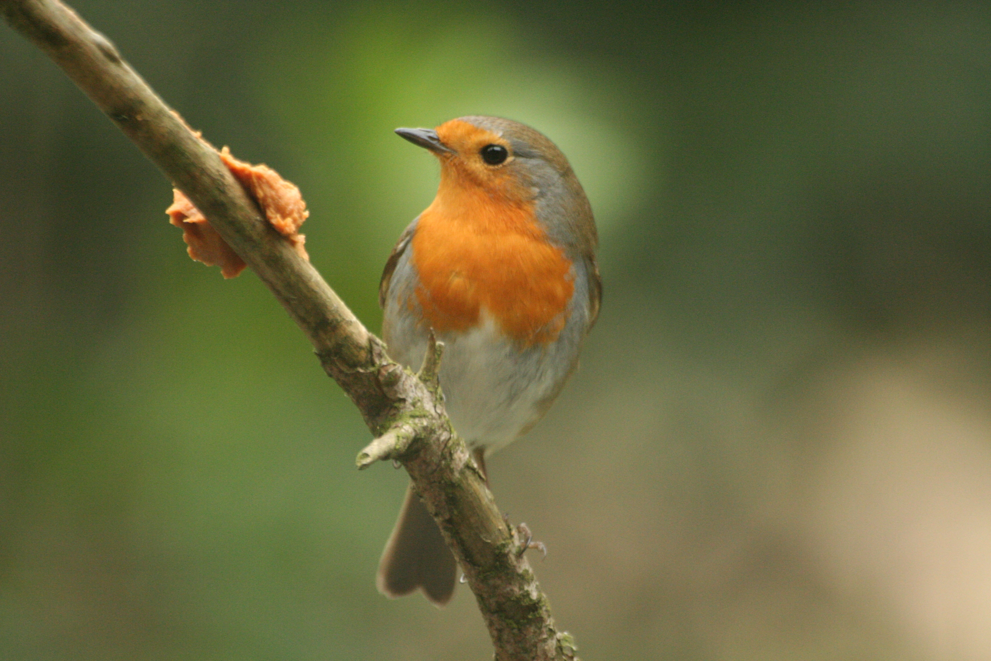 : Erithacus rubecula.