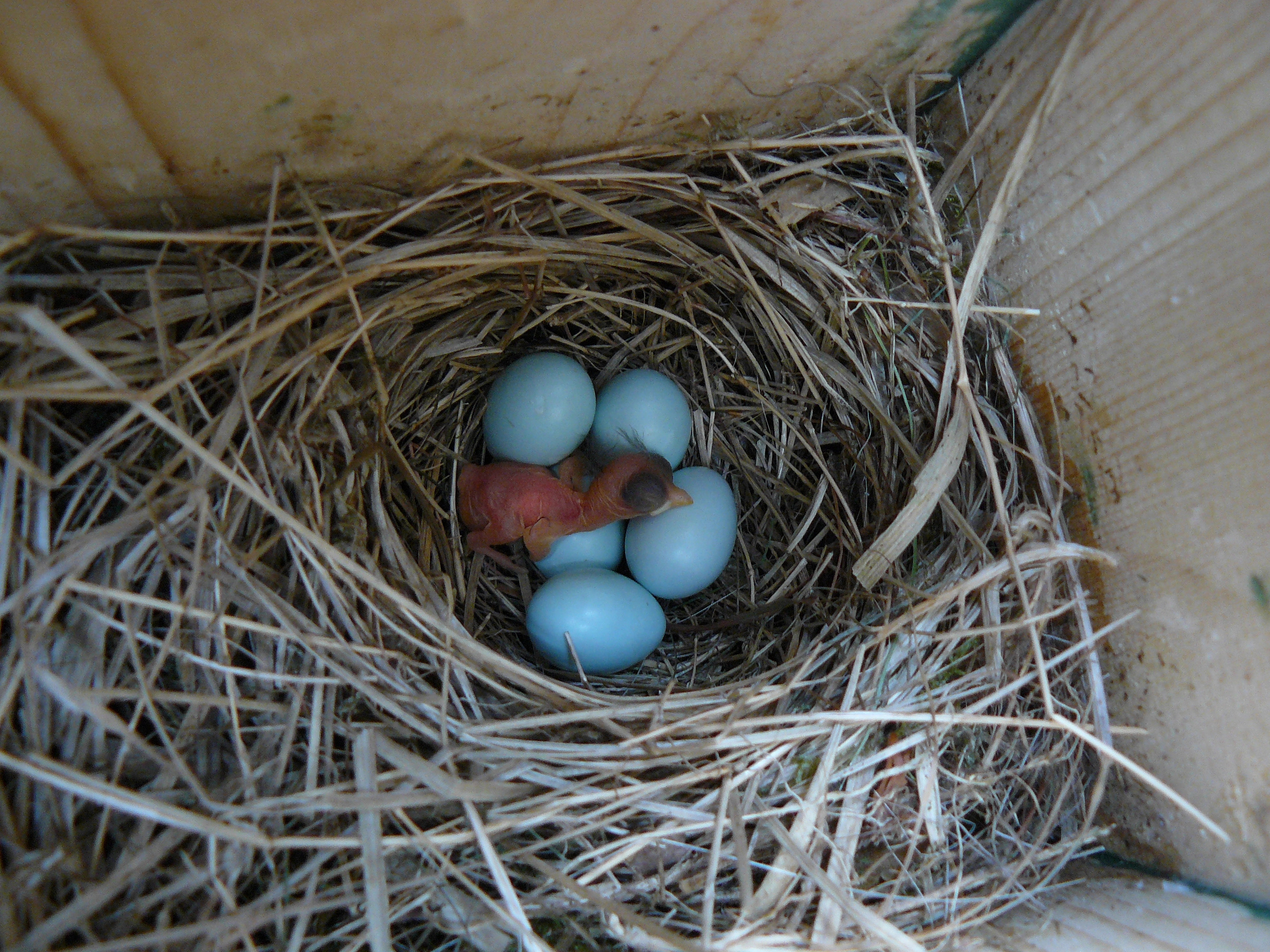 : Ficedula hypoleuca.