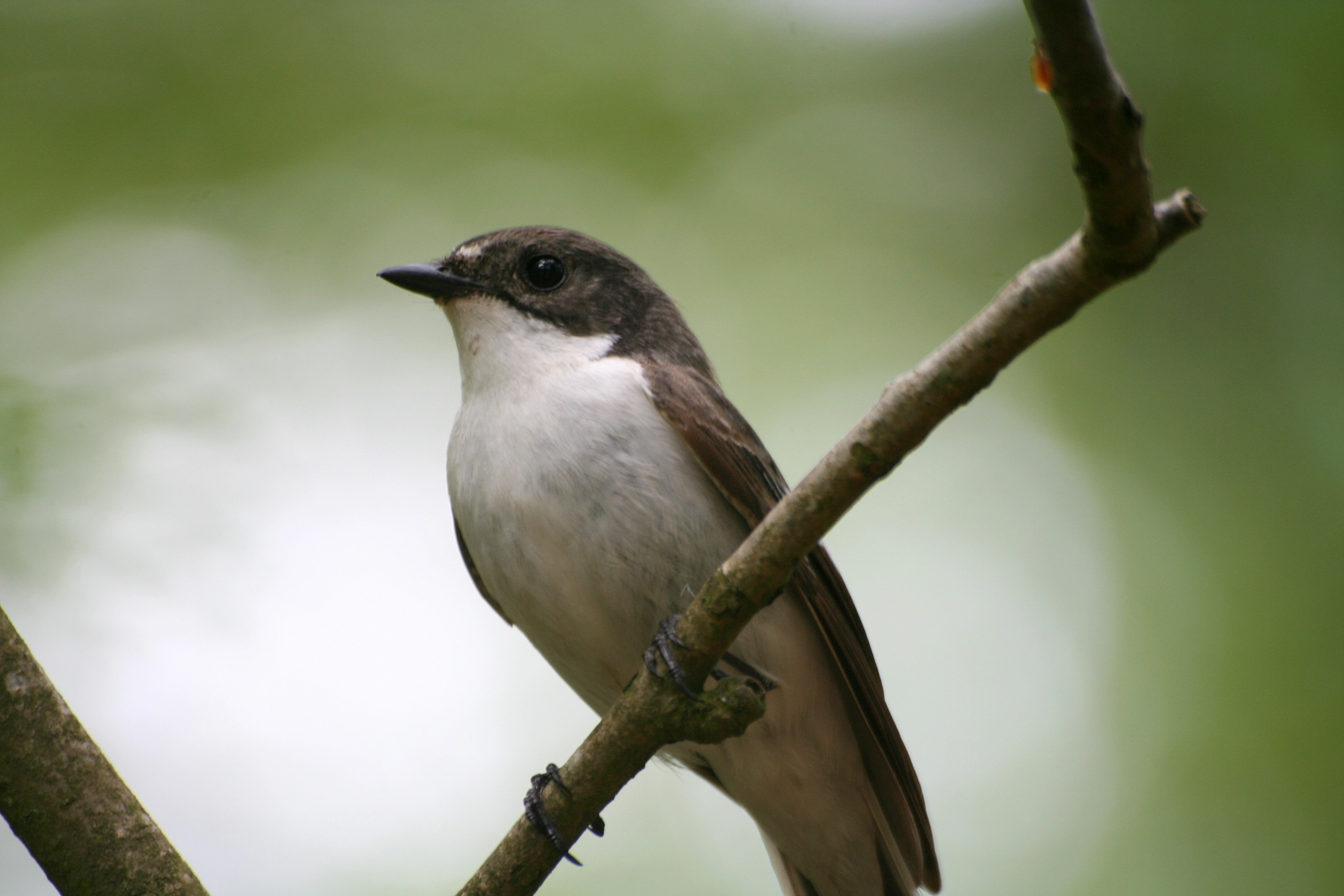 : Ficedula hypoleuca.