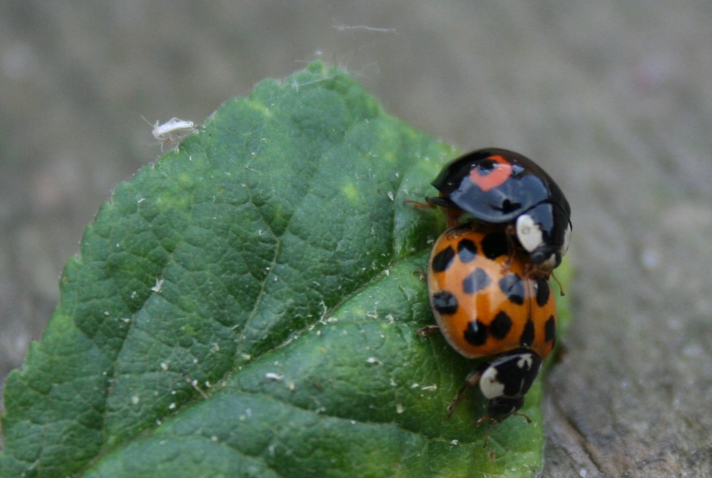 : Harmonia axyridis.