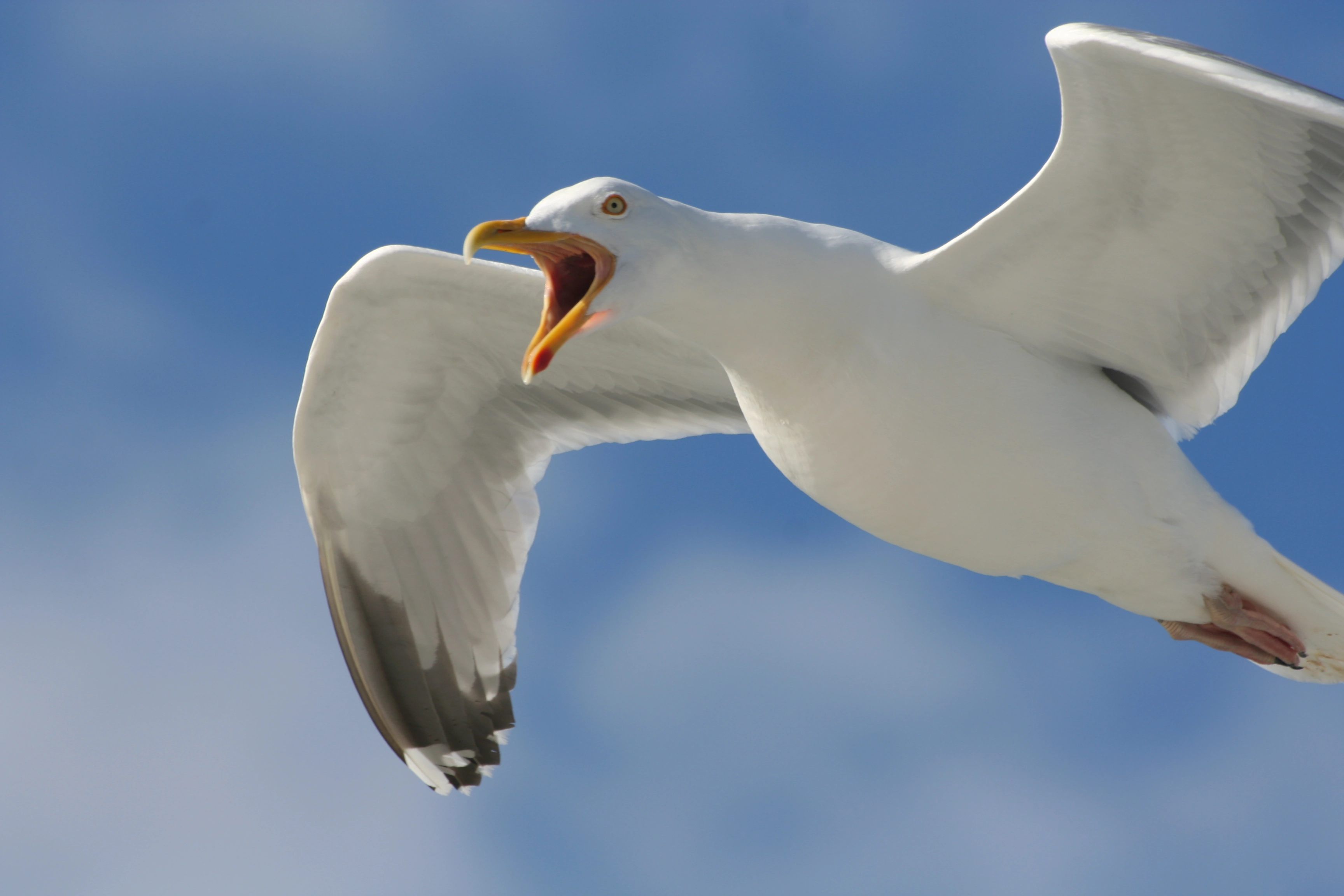 : Larus argentatus.