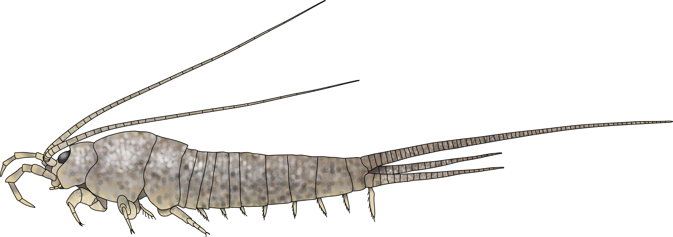 : Archaeognatha.