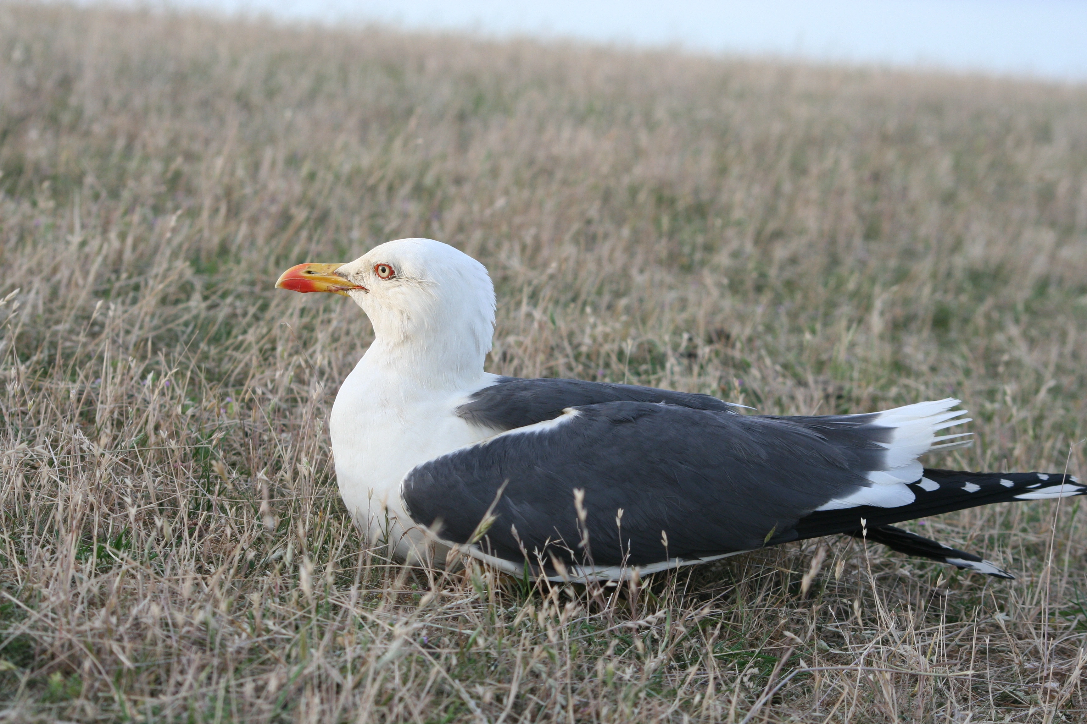 : Larus fuscus.