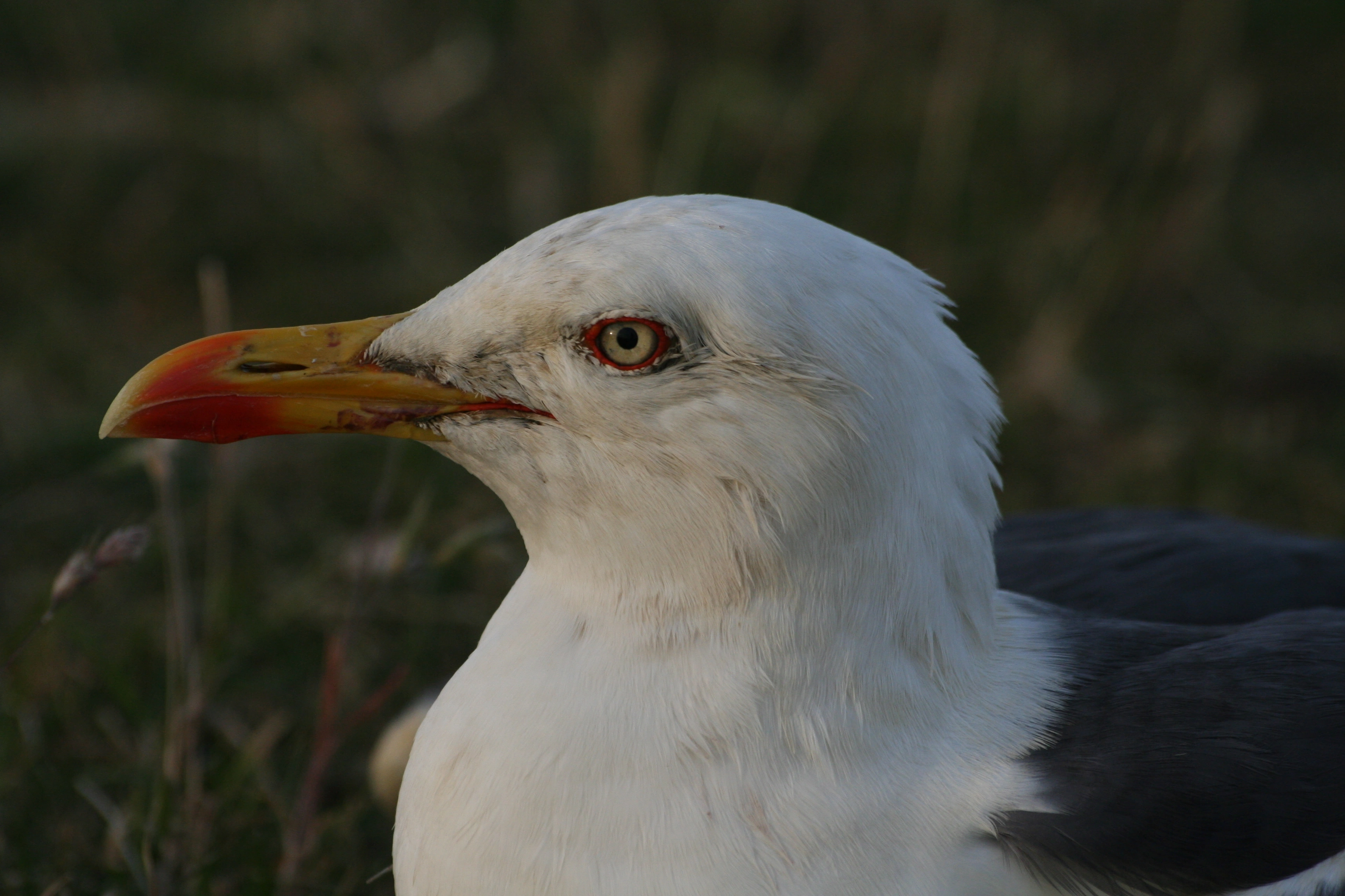 : Larus fuscus.