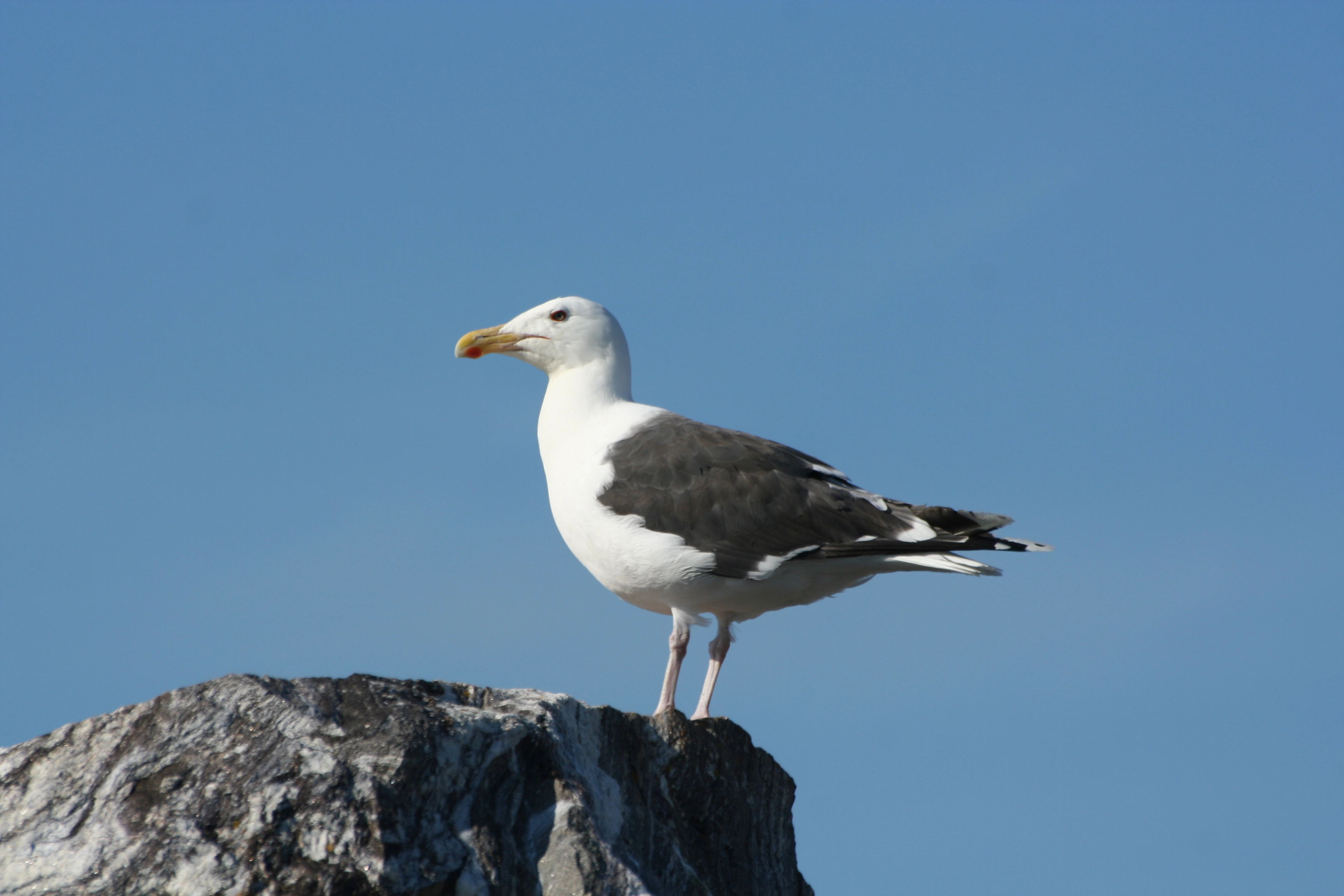 : Larus marinus.