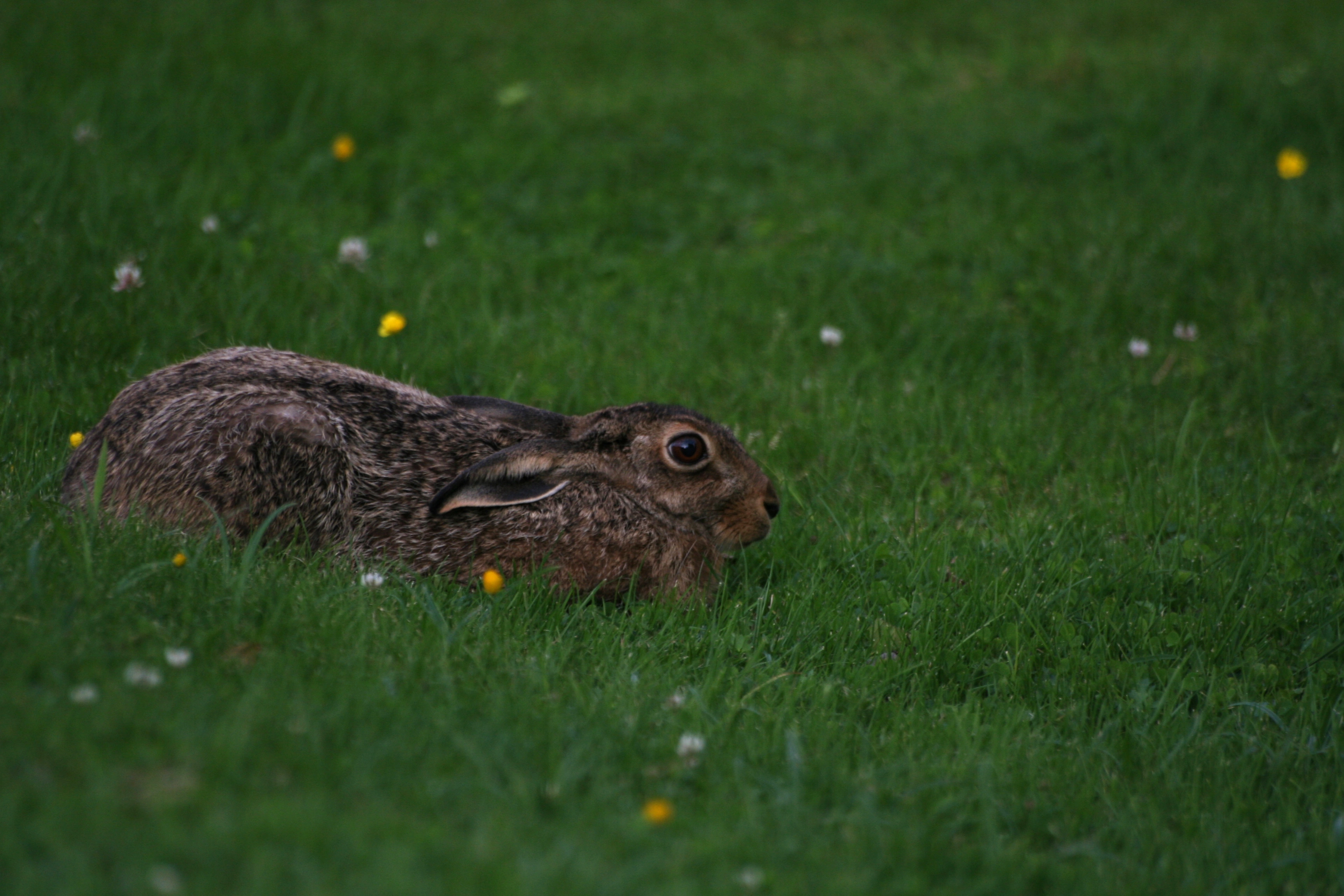 : Lepus europaeus.