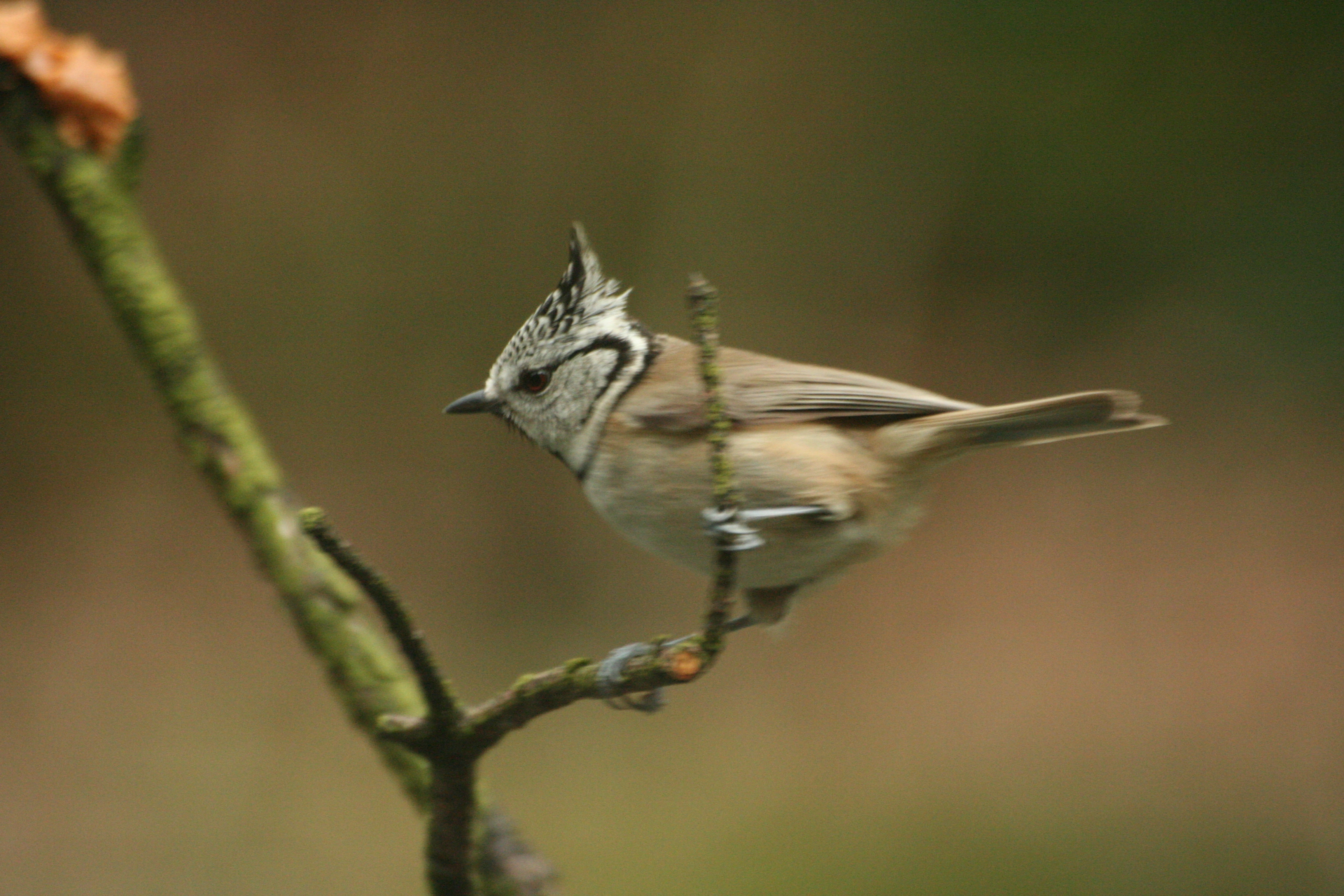 : Lophophanes cristatus.