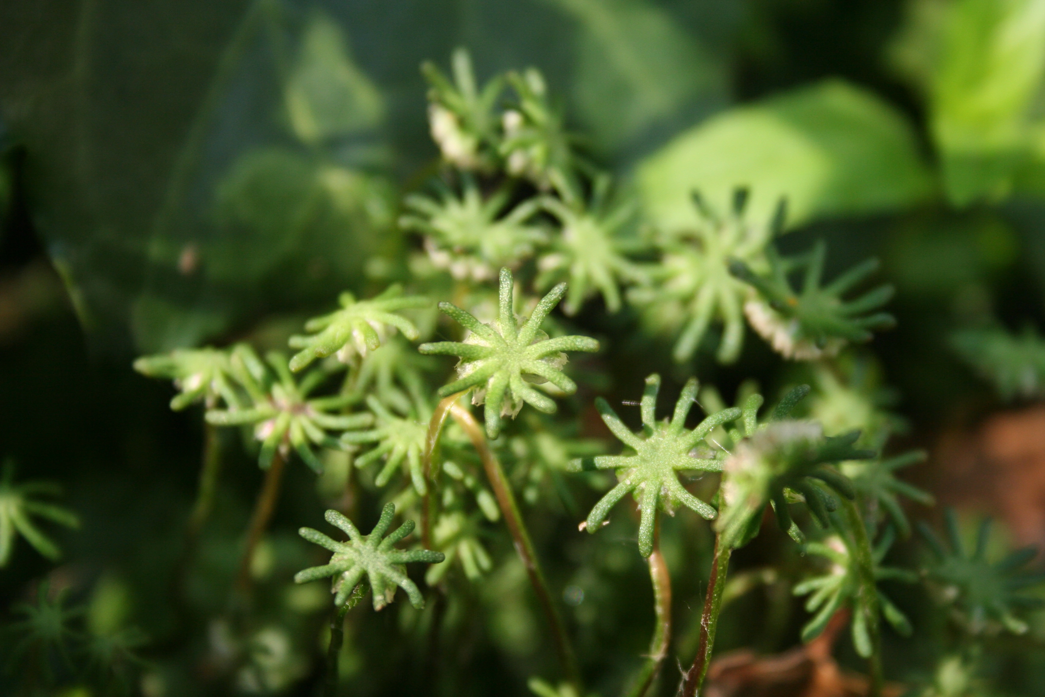 : Marchantia polymorpha.