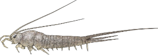 : Archaeognatha.