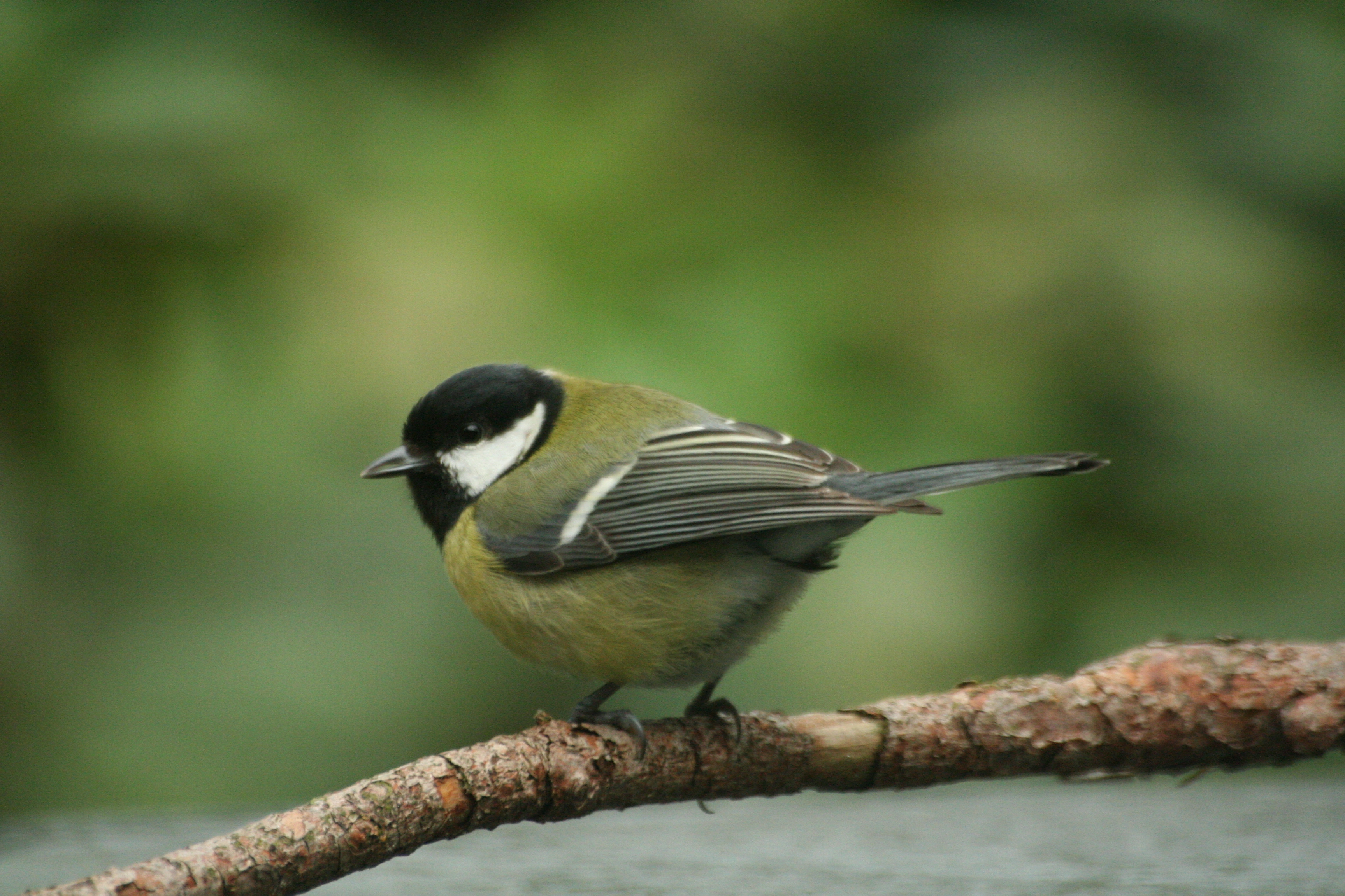 : Parus major.