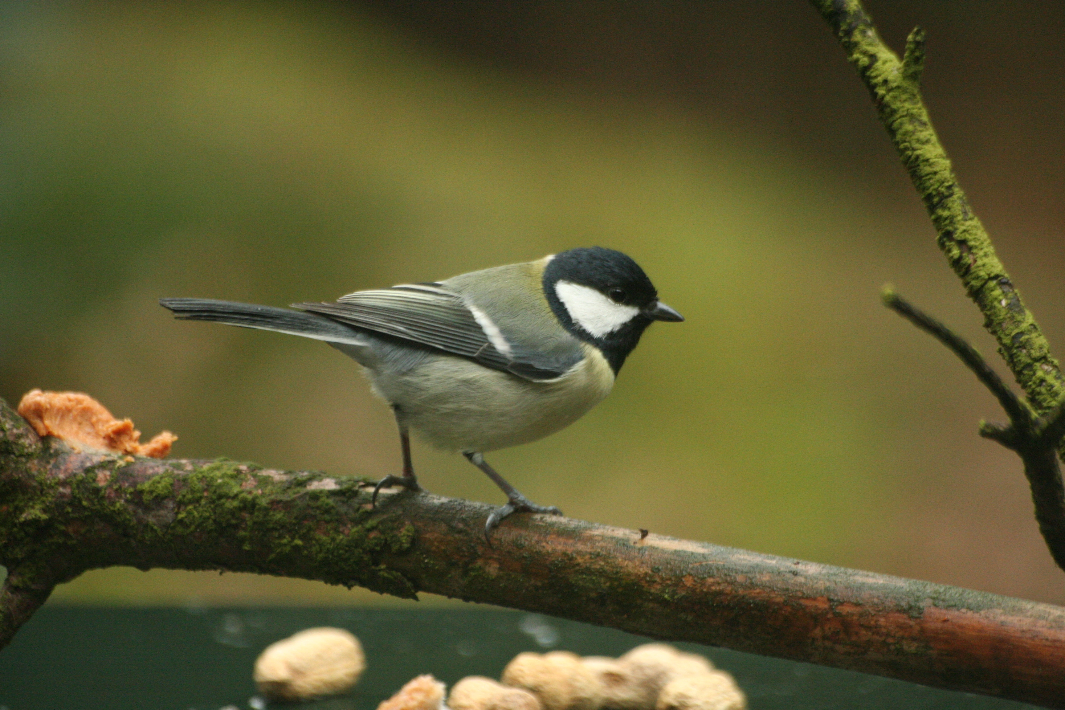 : Parus major.