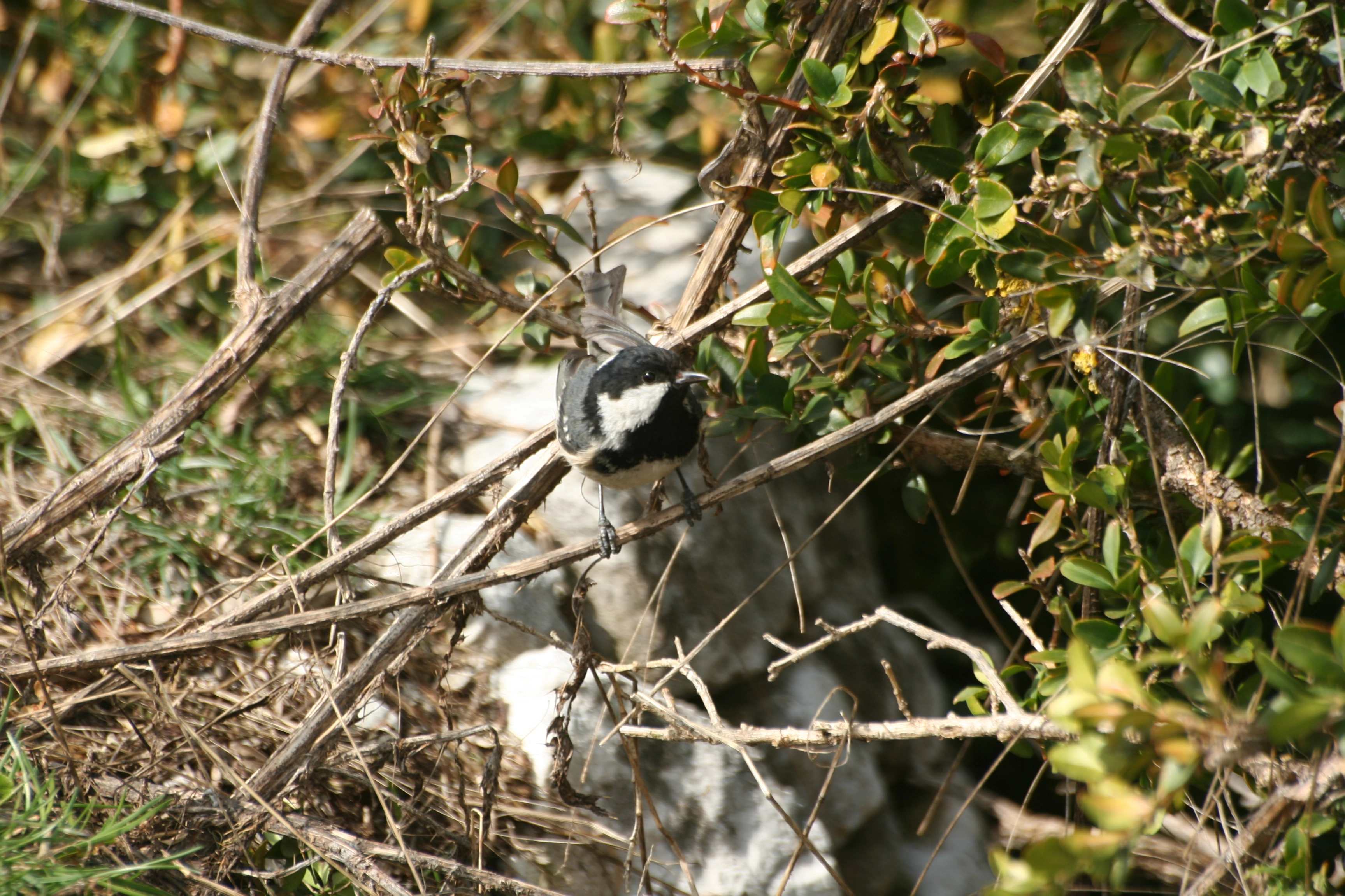 : Periparus ater.