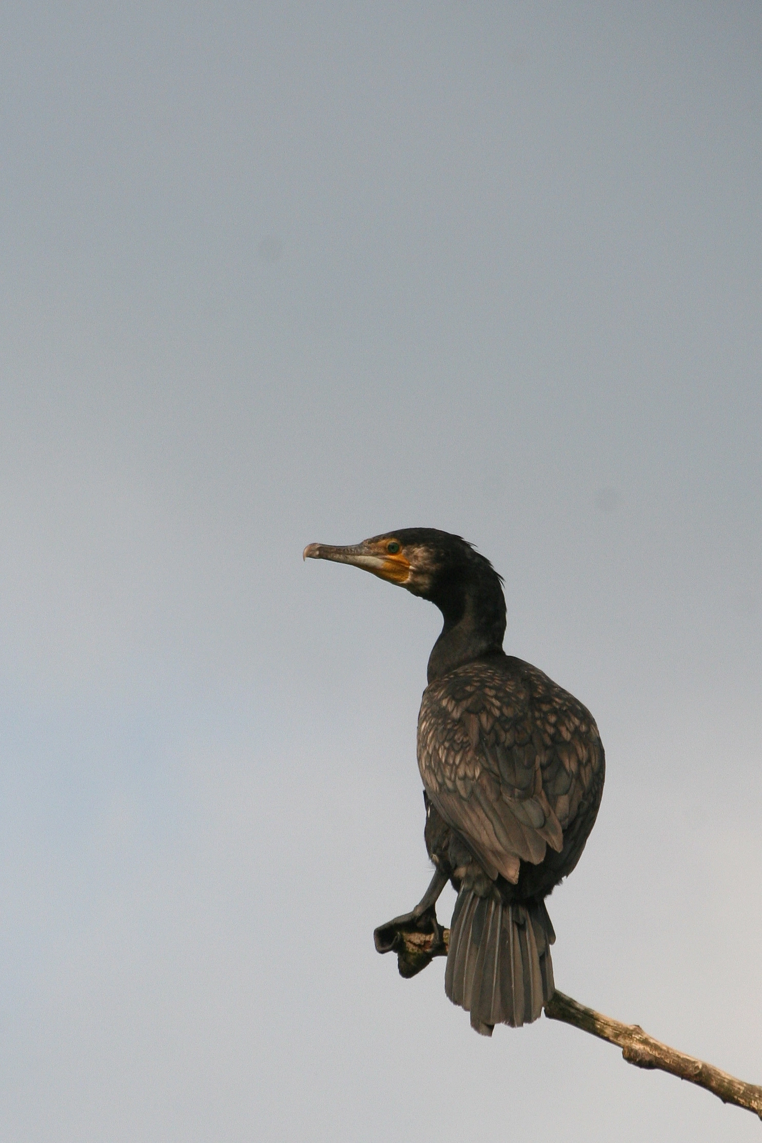 : Phalacrocorax carbo.