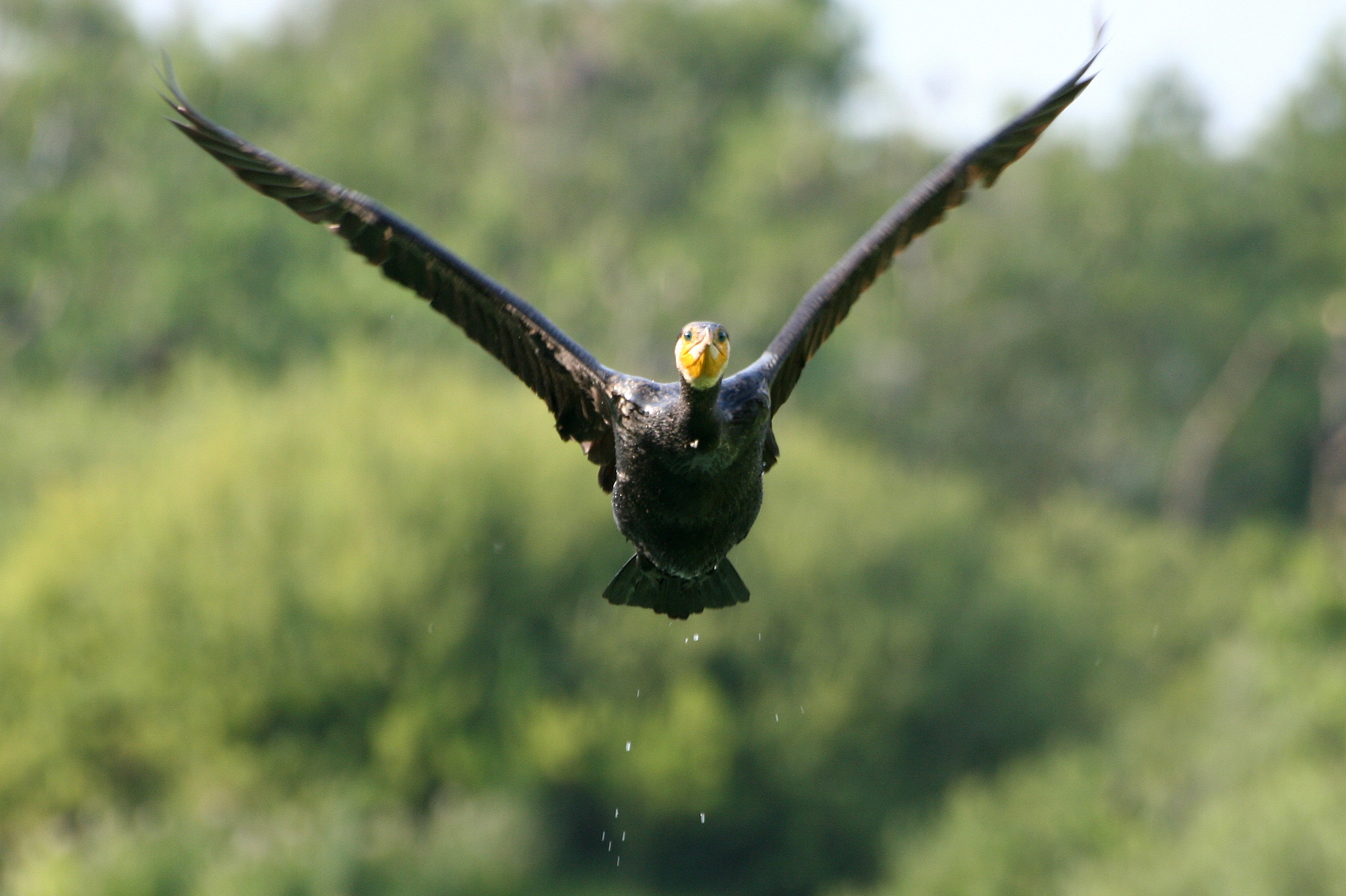 : Phalacrocorax carbo.