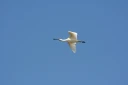 : Platalea leucorodia.