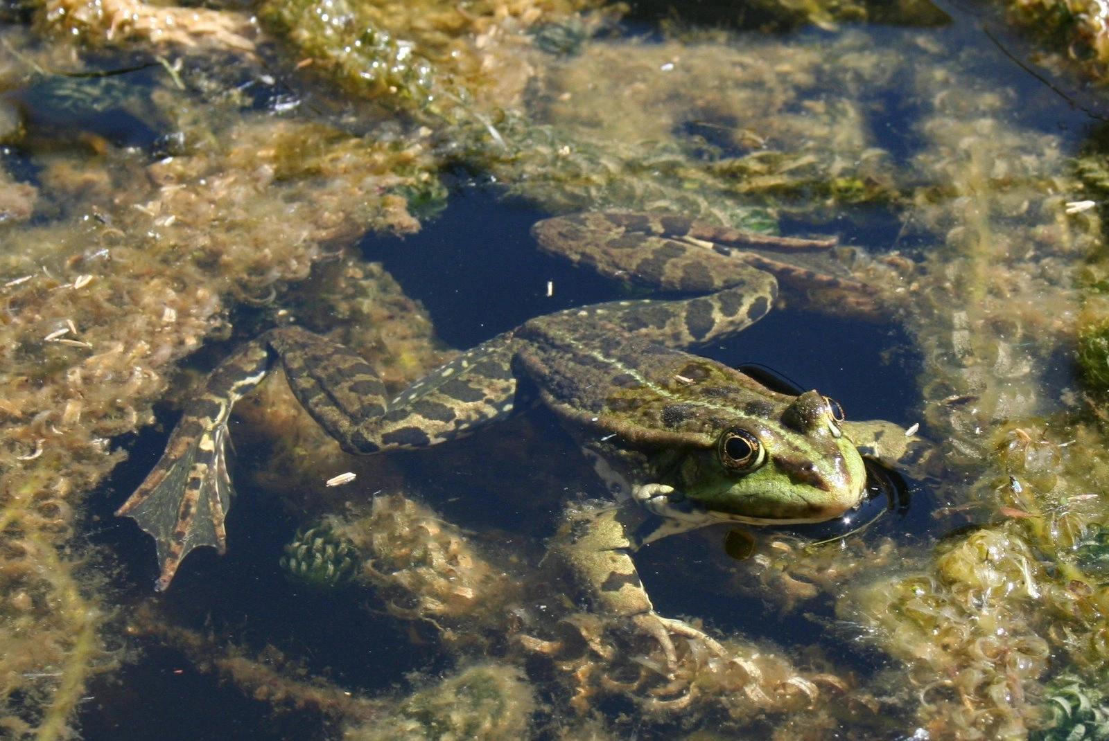 : Pelophylax ridibundus.