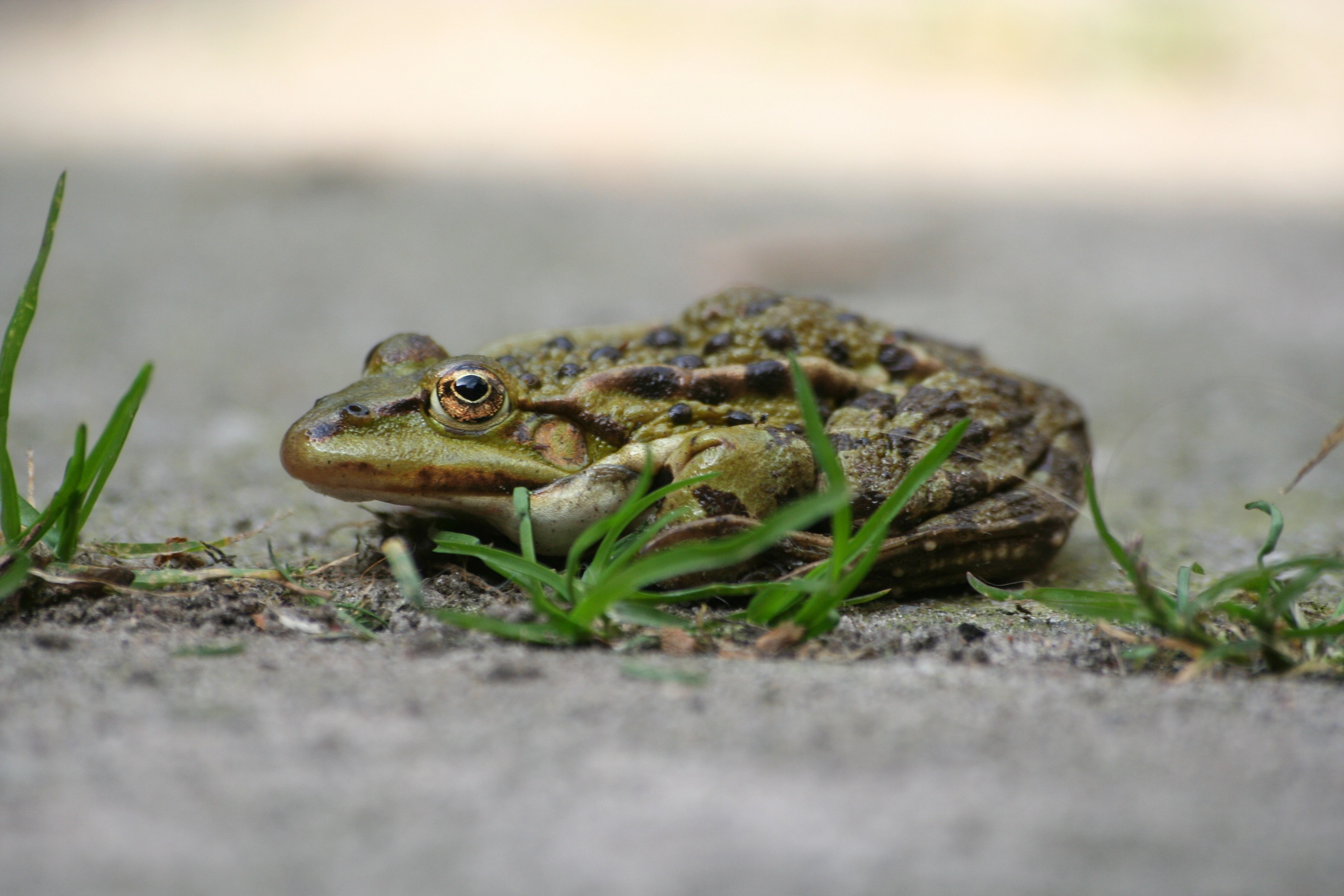 : Pelophylax ridibundus.