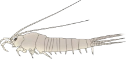 : Archaeognatha.