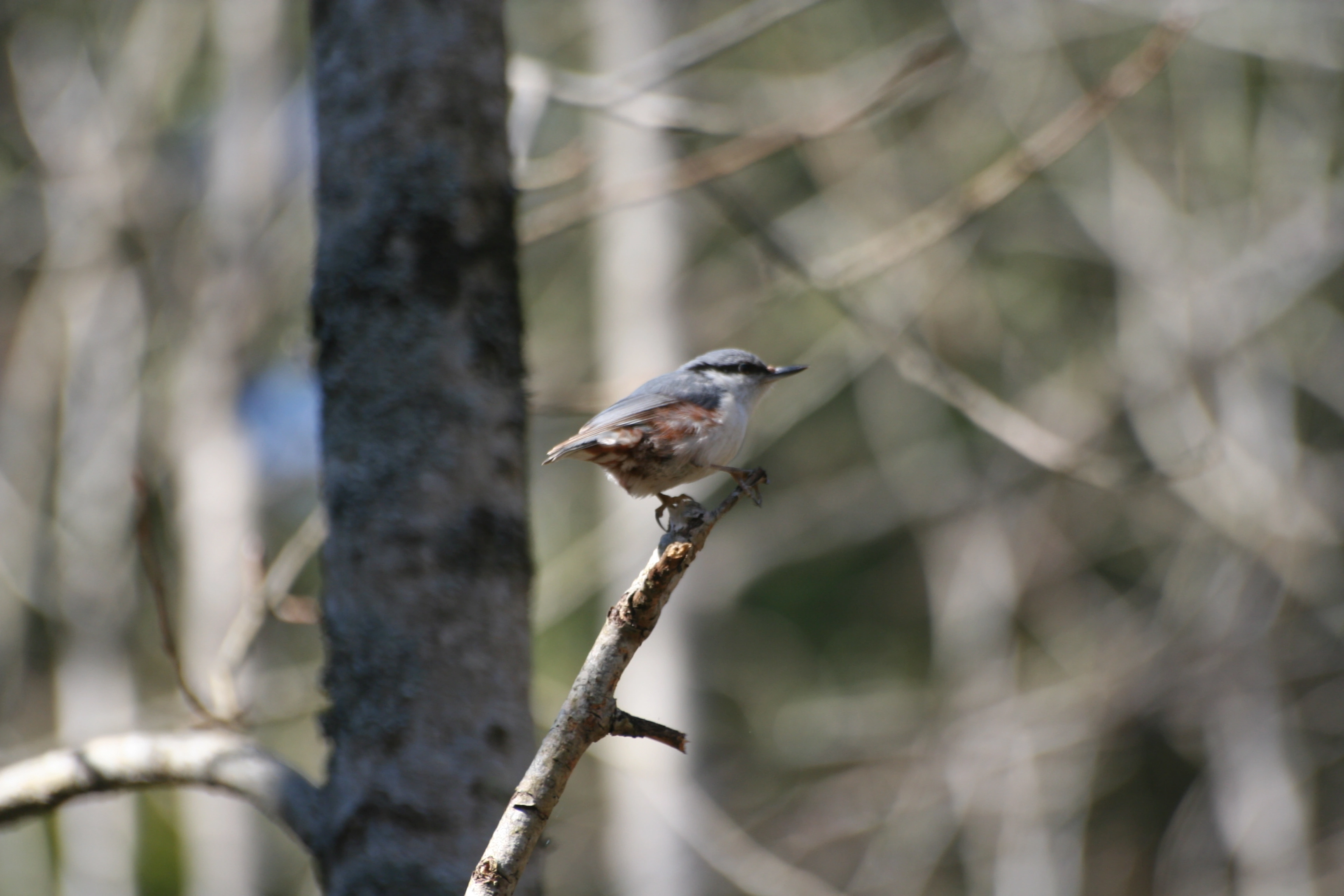 : Sitta europaea europaea.