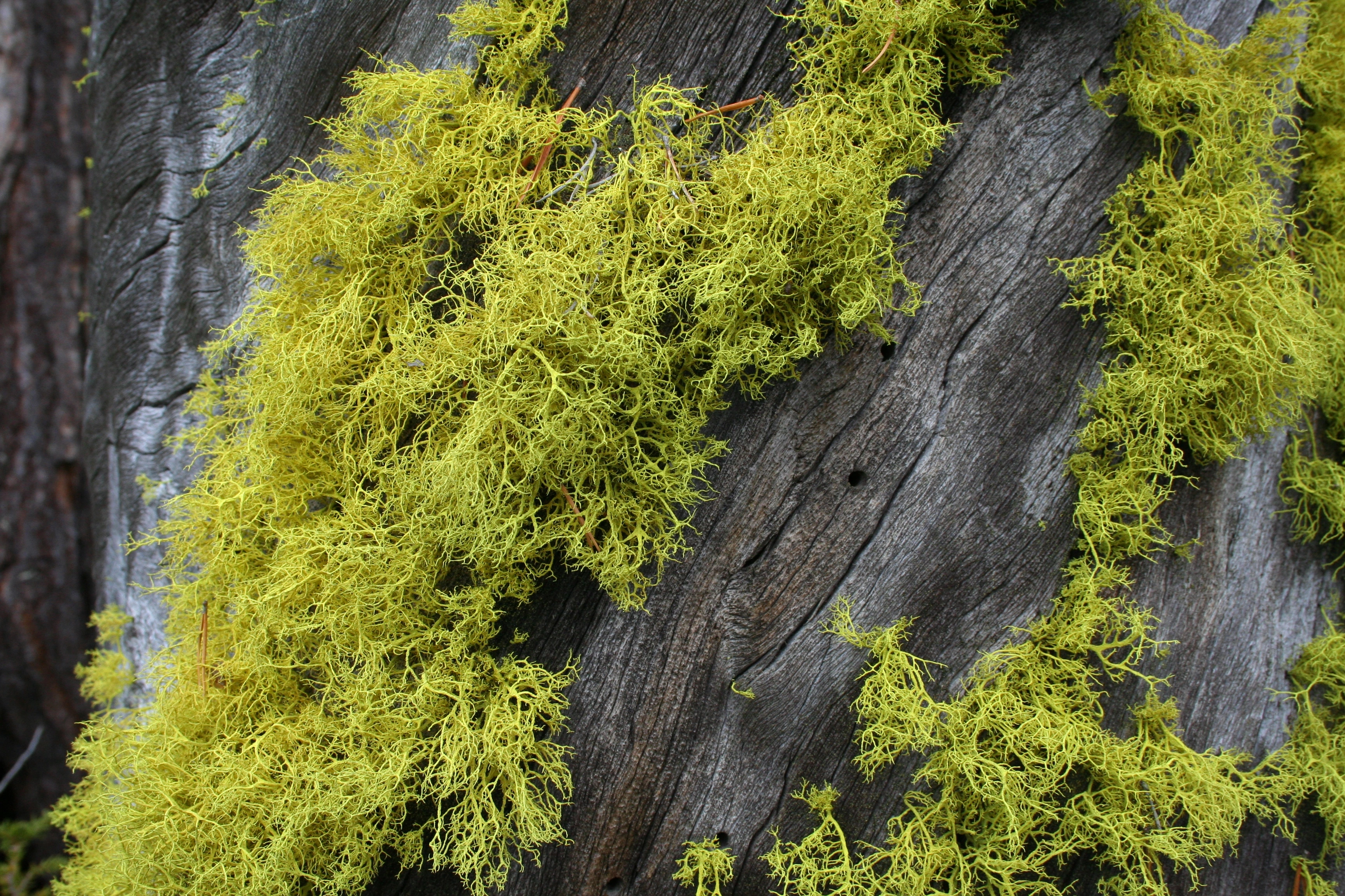 : Letharia vulpina.