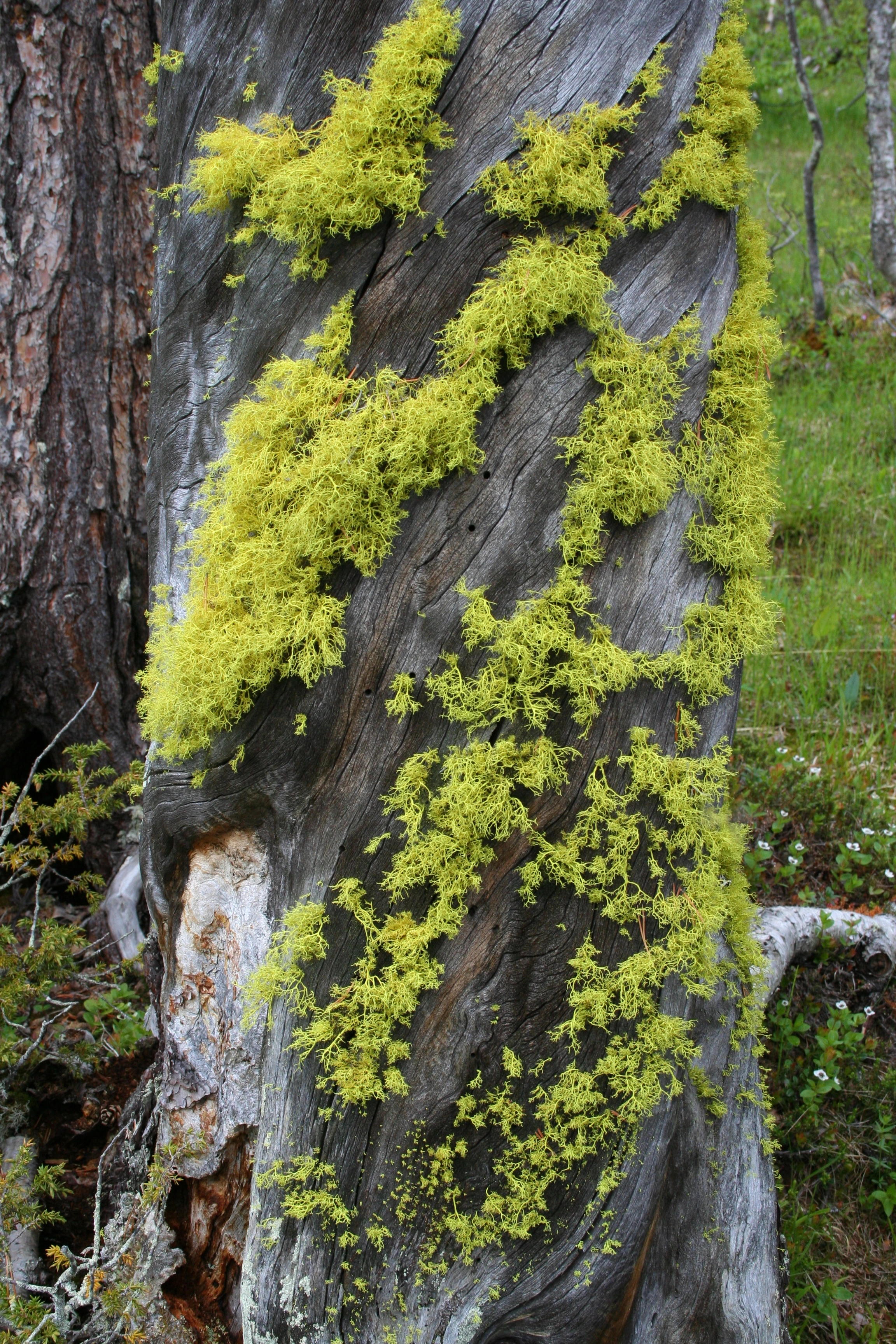 : Letharia vulpina.